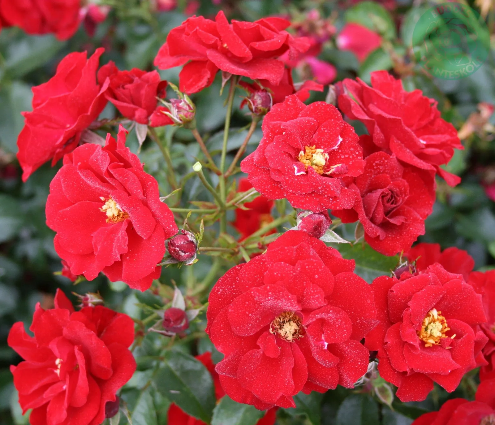 Floribundaros AUSTRIANA ('Tanaistrua')