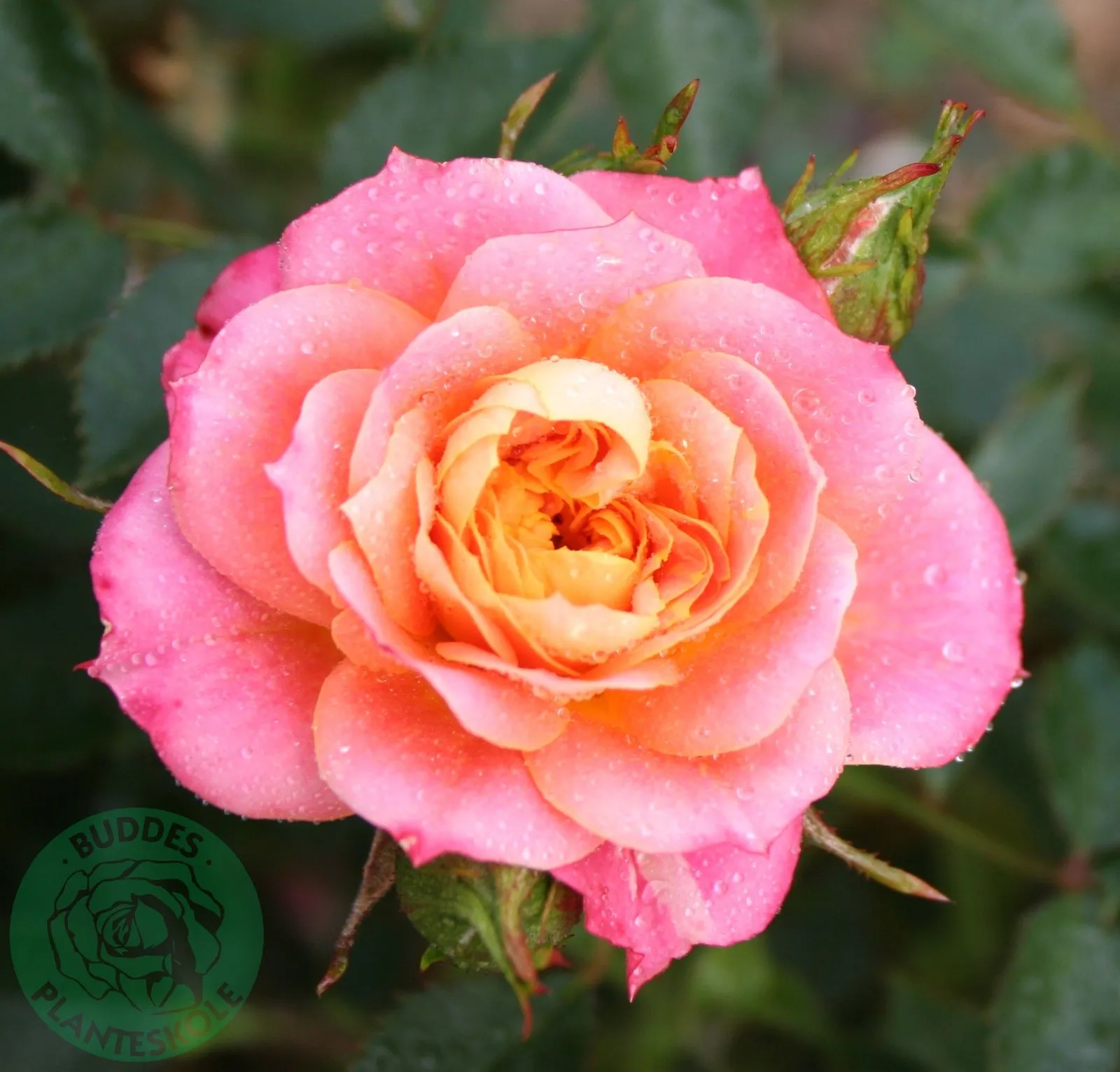 Miniatyrros MANDARIN® ('Korcelin')