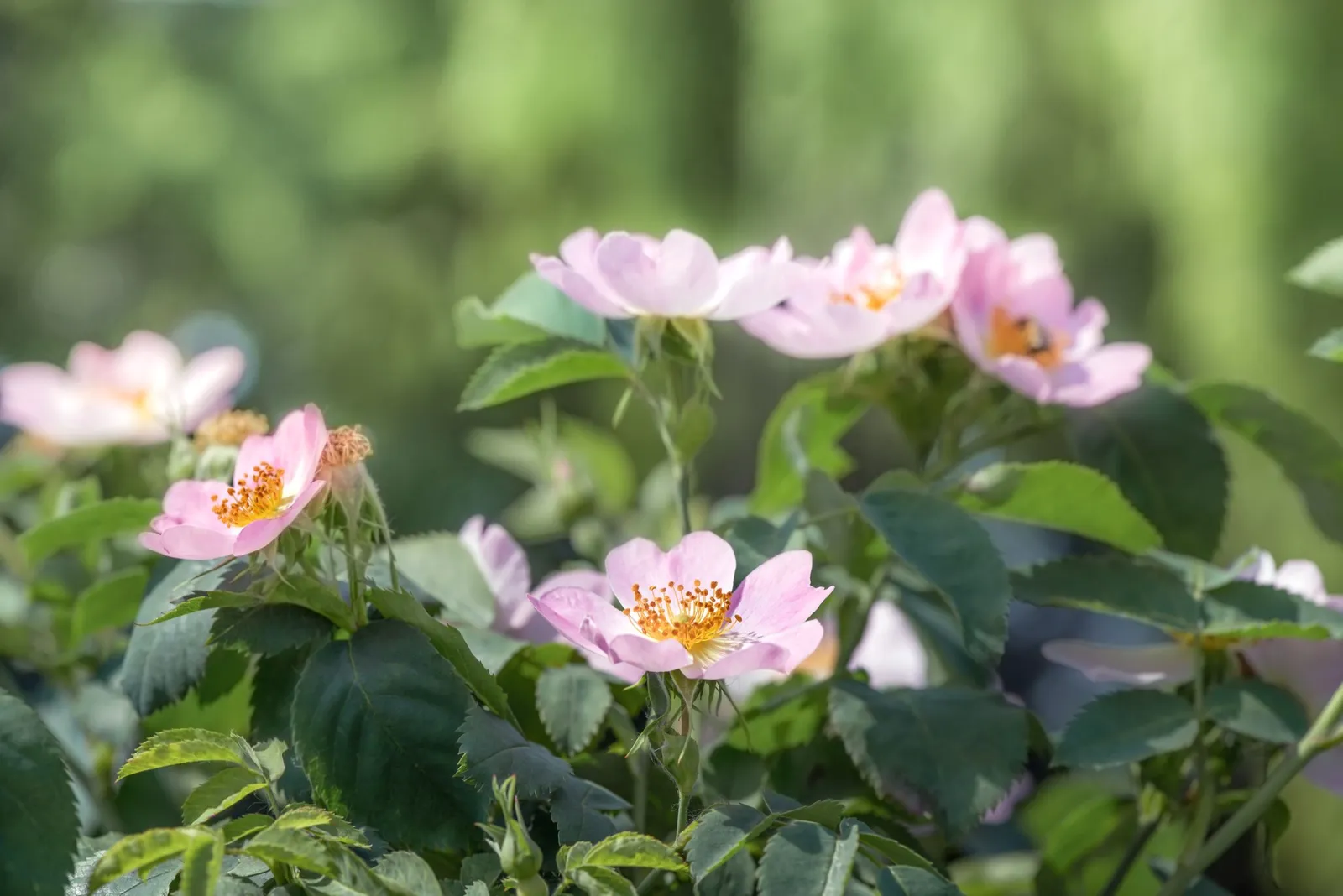 Rugosa-ros 'Fru Dagmar Hastrup' - miniatyr 3