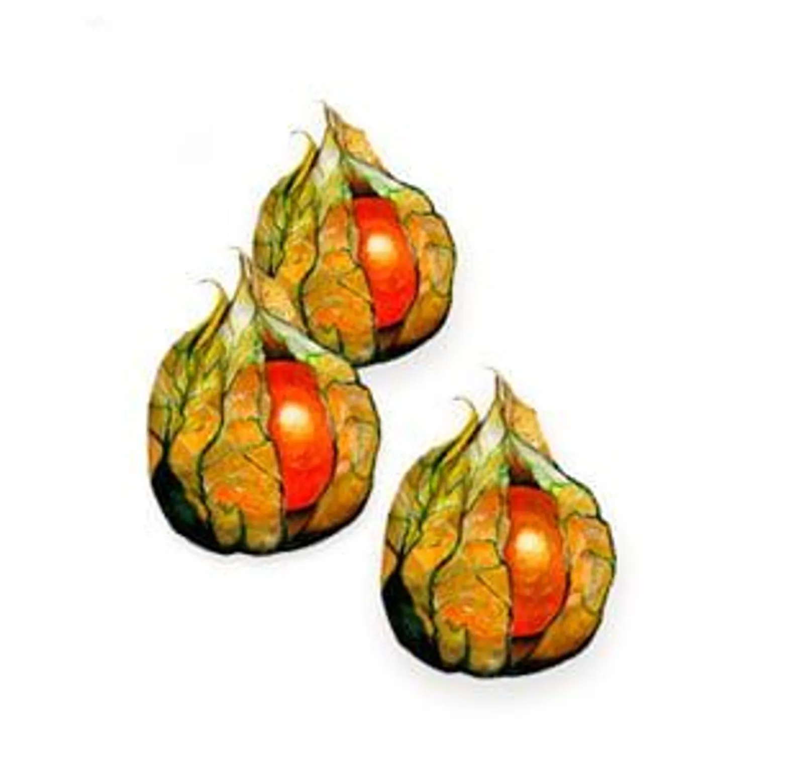 Physalis