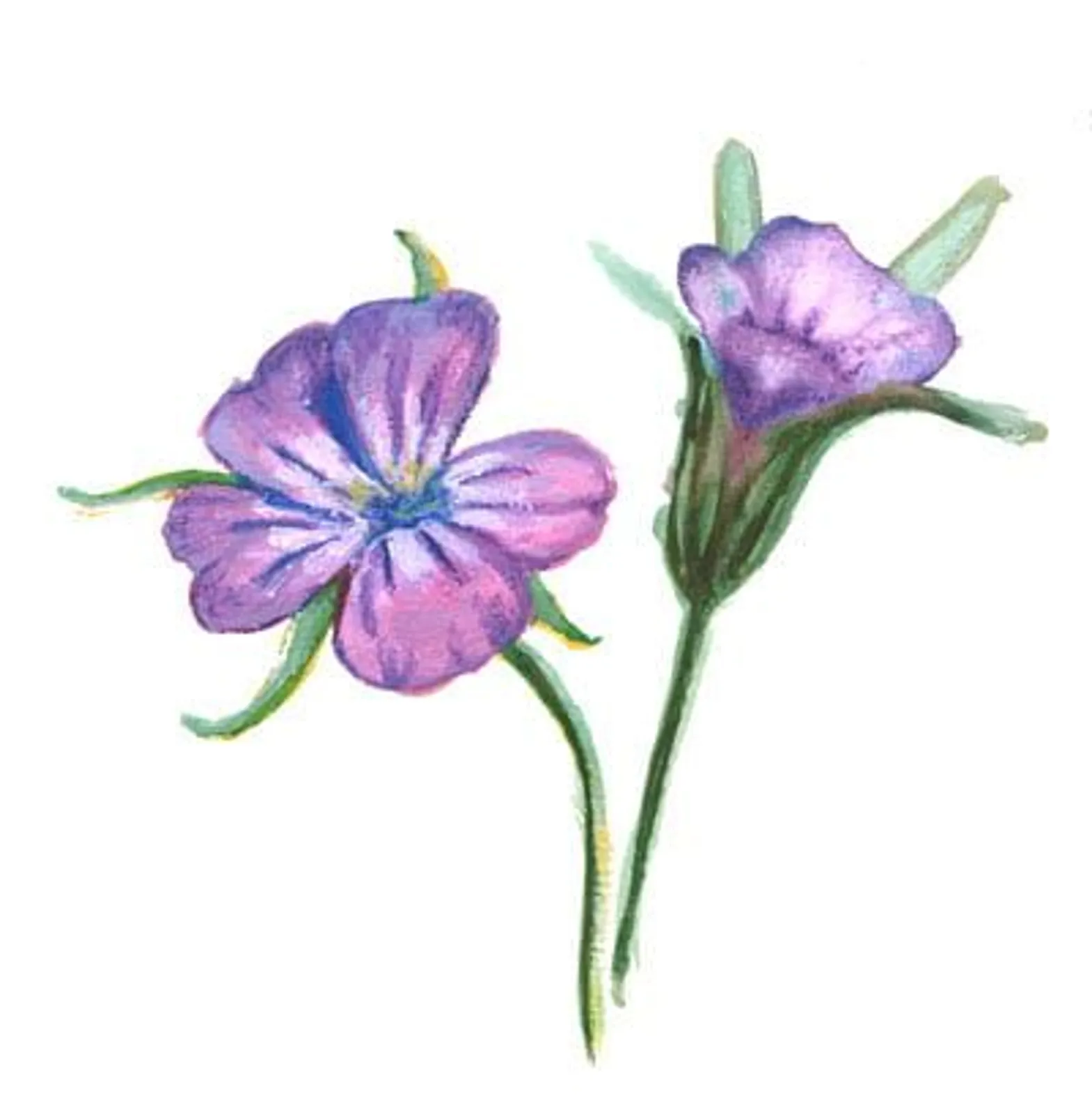 Blomma 'Klätt', Frö
