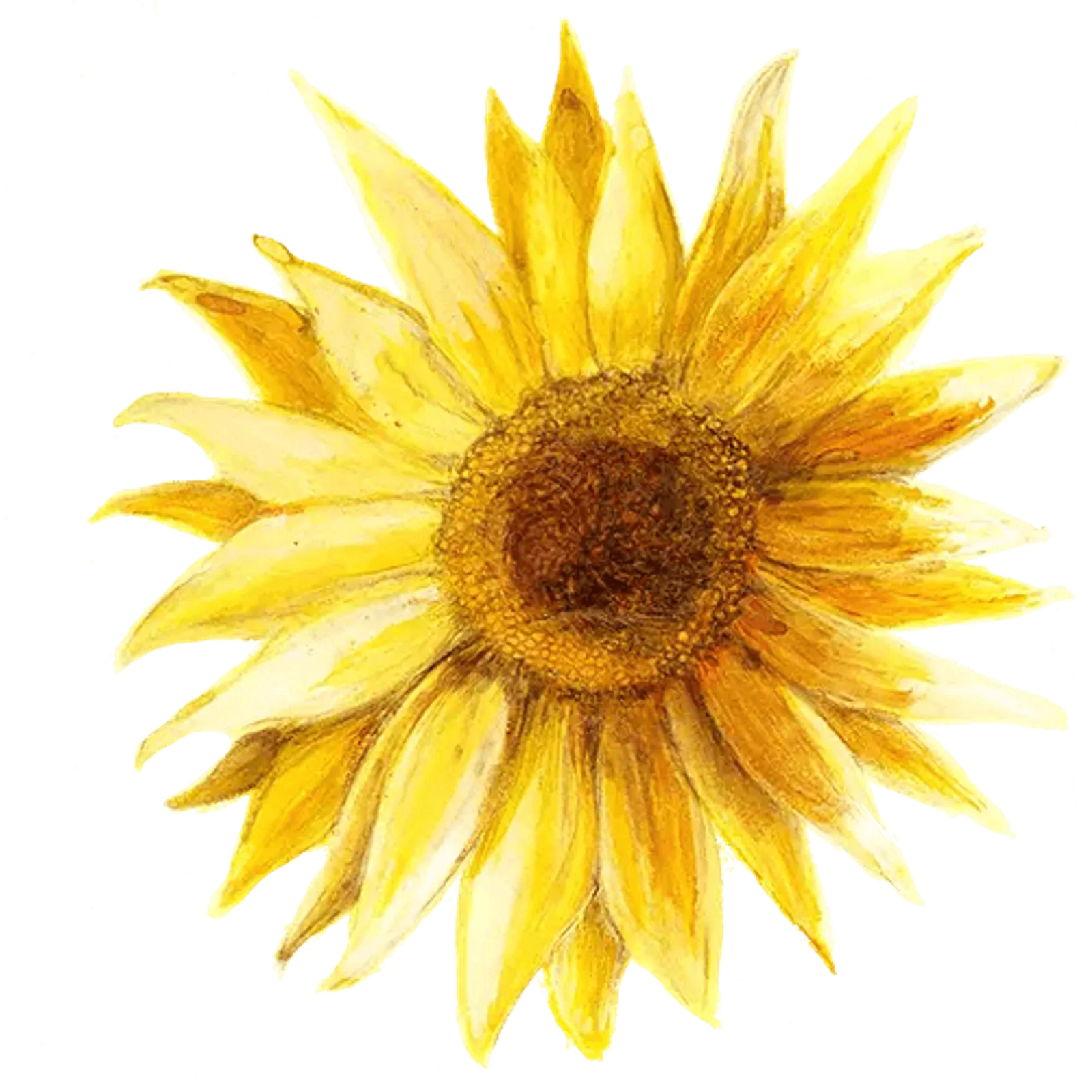 Solros 'Pacino Gold', Frö