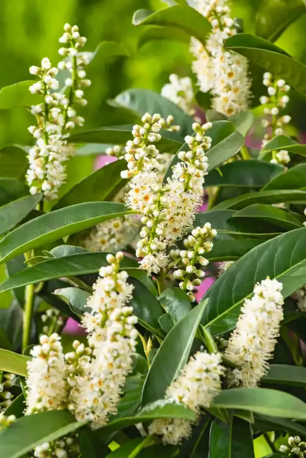Lagerhägg 'Novita', 40-60 cm — detalj 2
