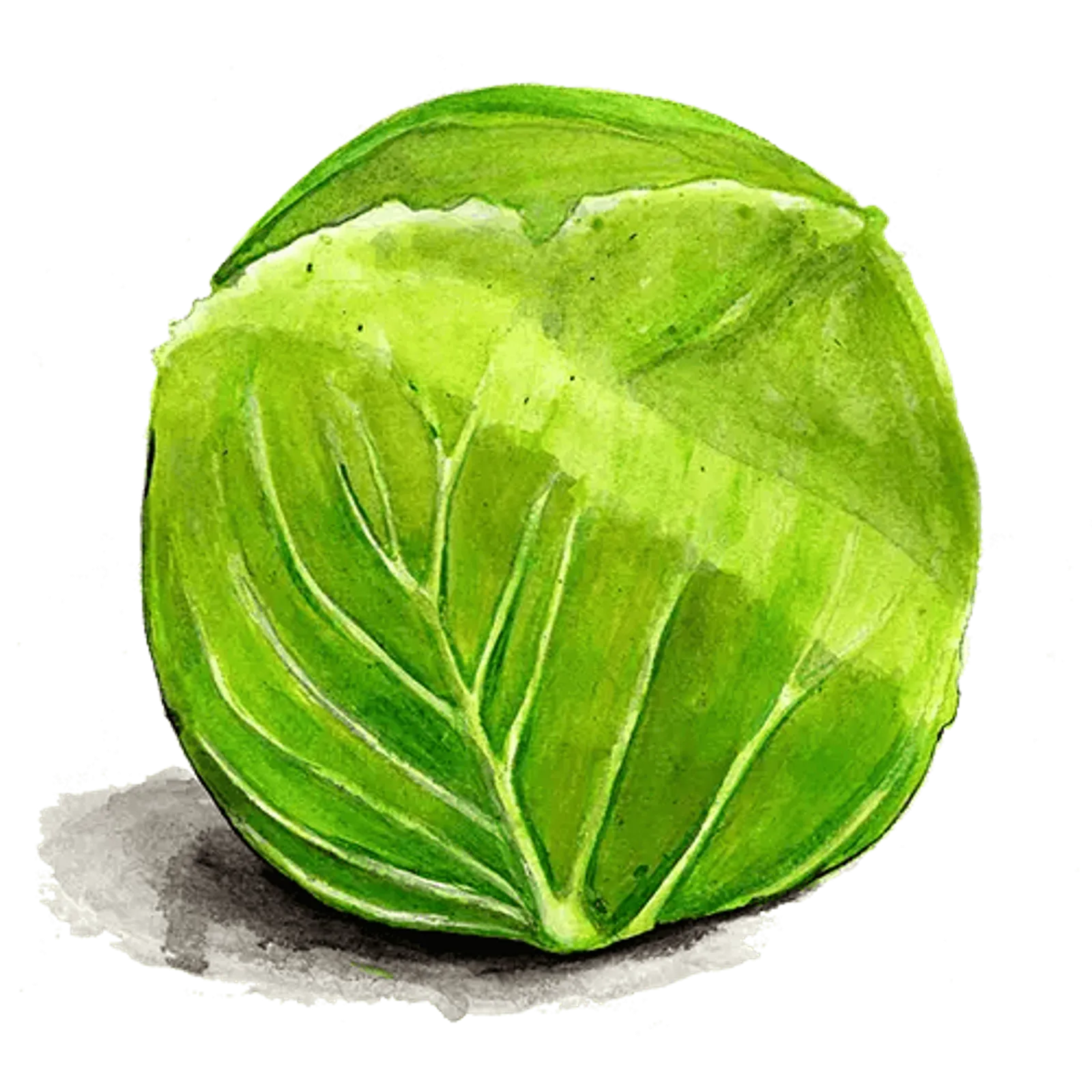 Vitkål 'Donator', Frö