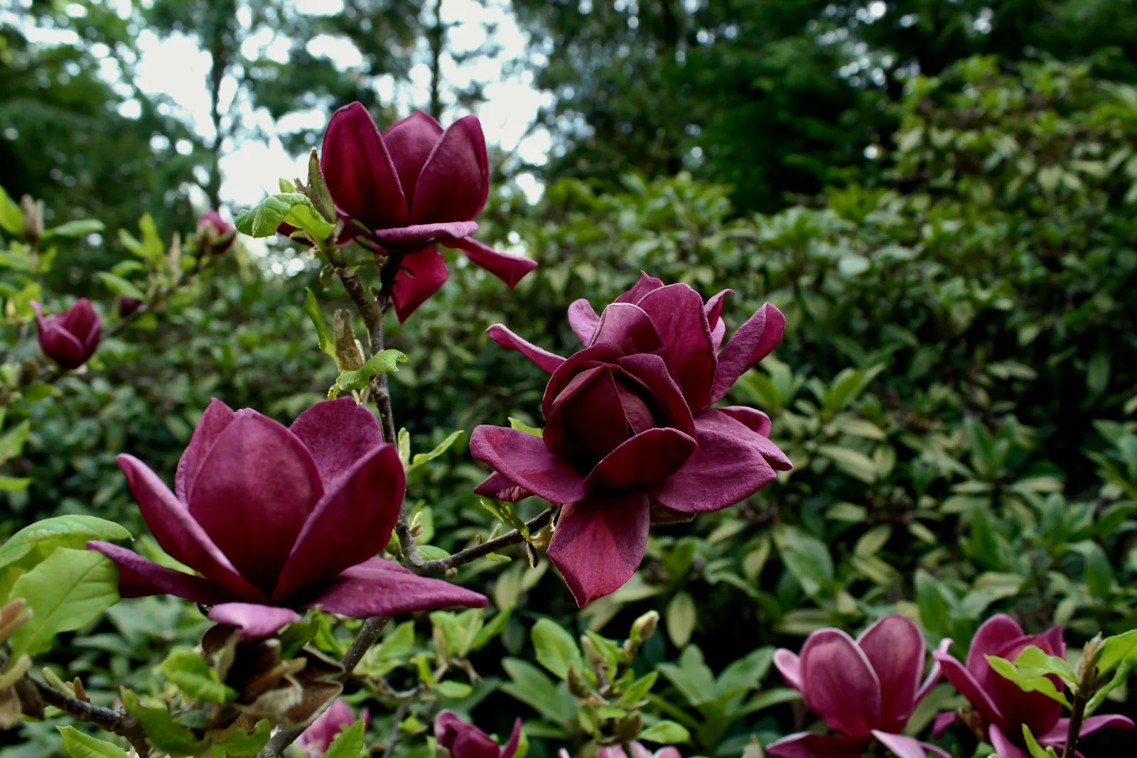 Rosenmagnolia 'Genie'PBR, sol 80-100 cm, co/kl