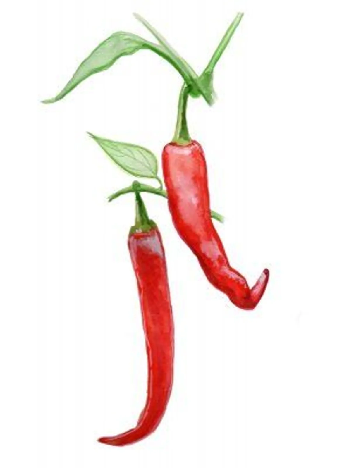 Chili