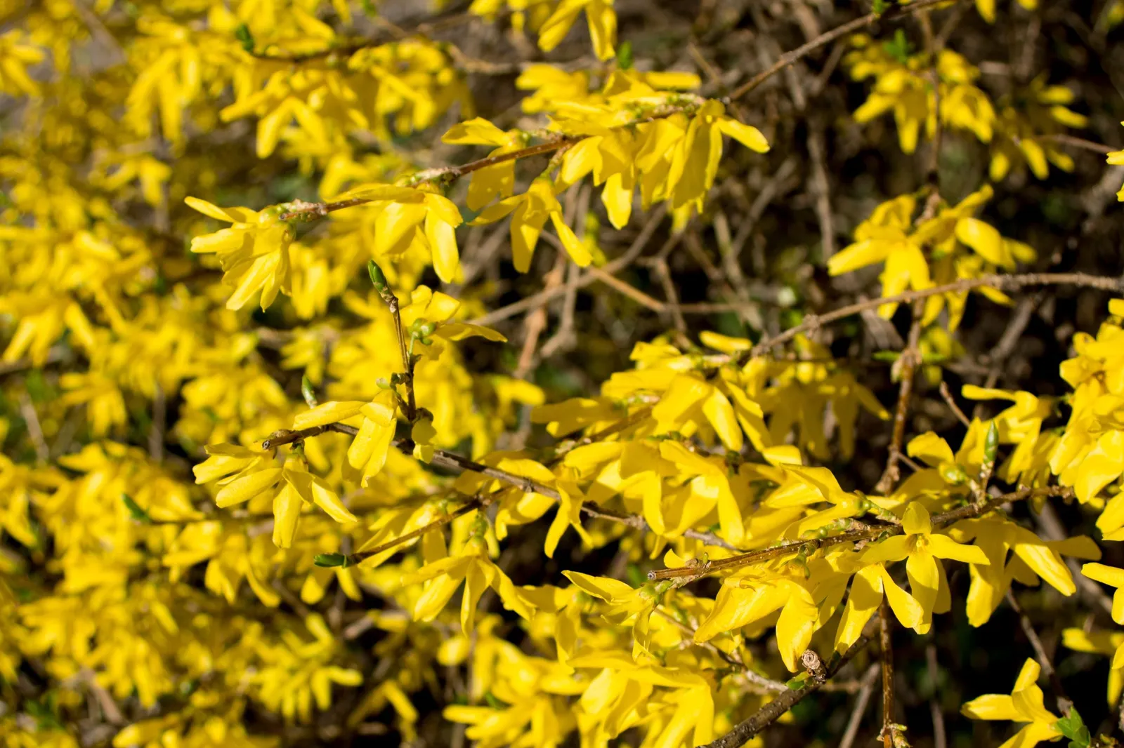 Hybridforsythia 'Lynwood' - miniatyr 4