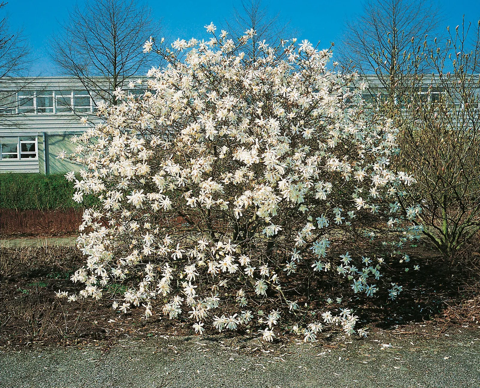 Stjärnmagnolia 'Royal Star' - miniatyr 2