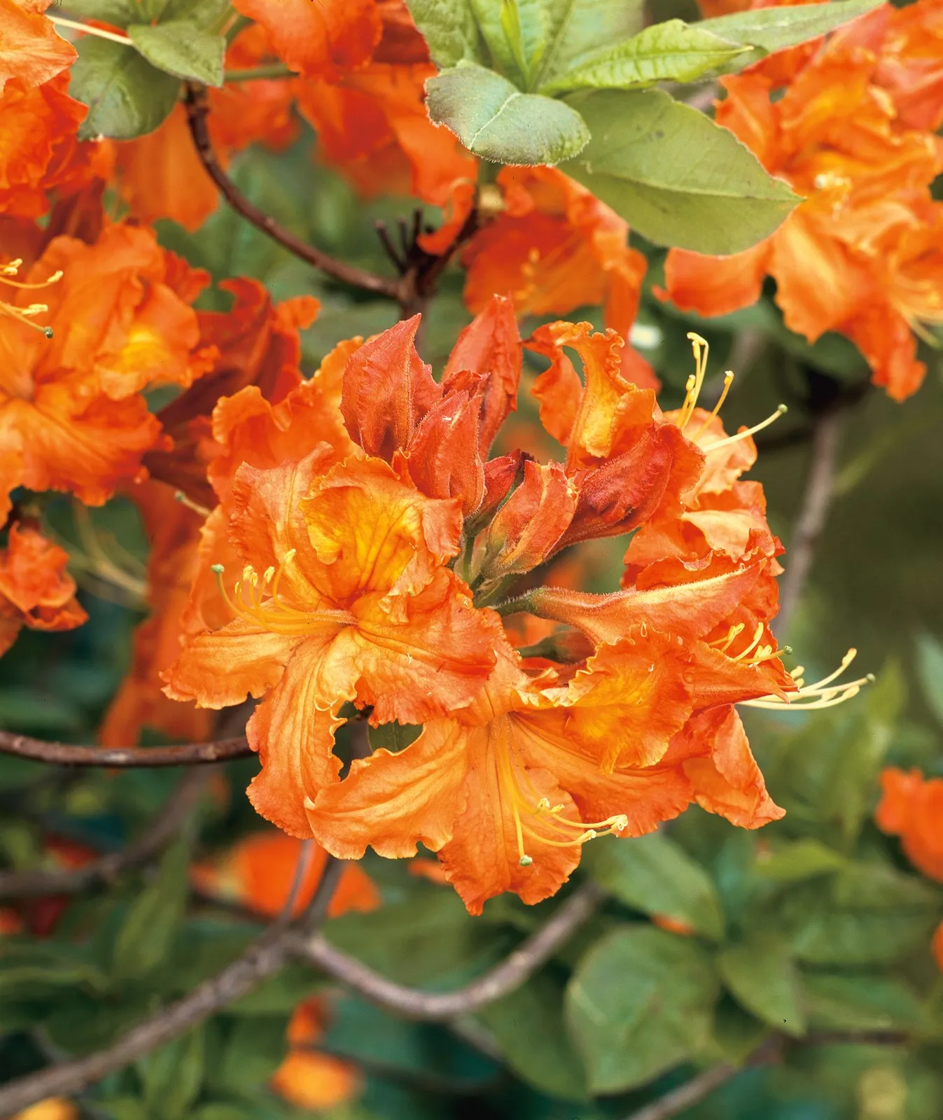 Trädgårdsazalea 'Gibraltar', 30-40 cm