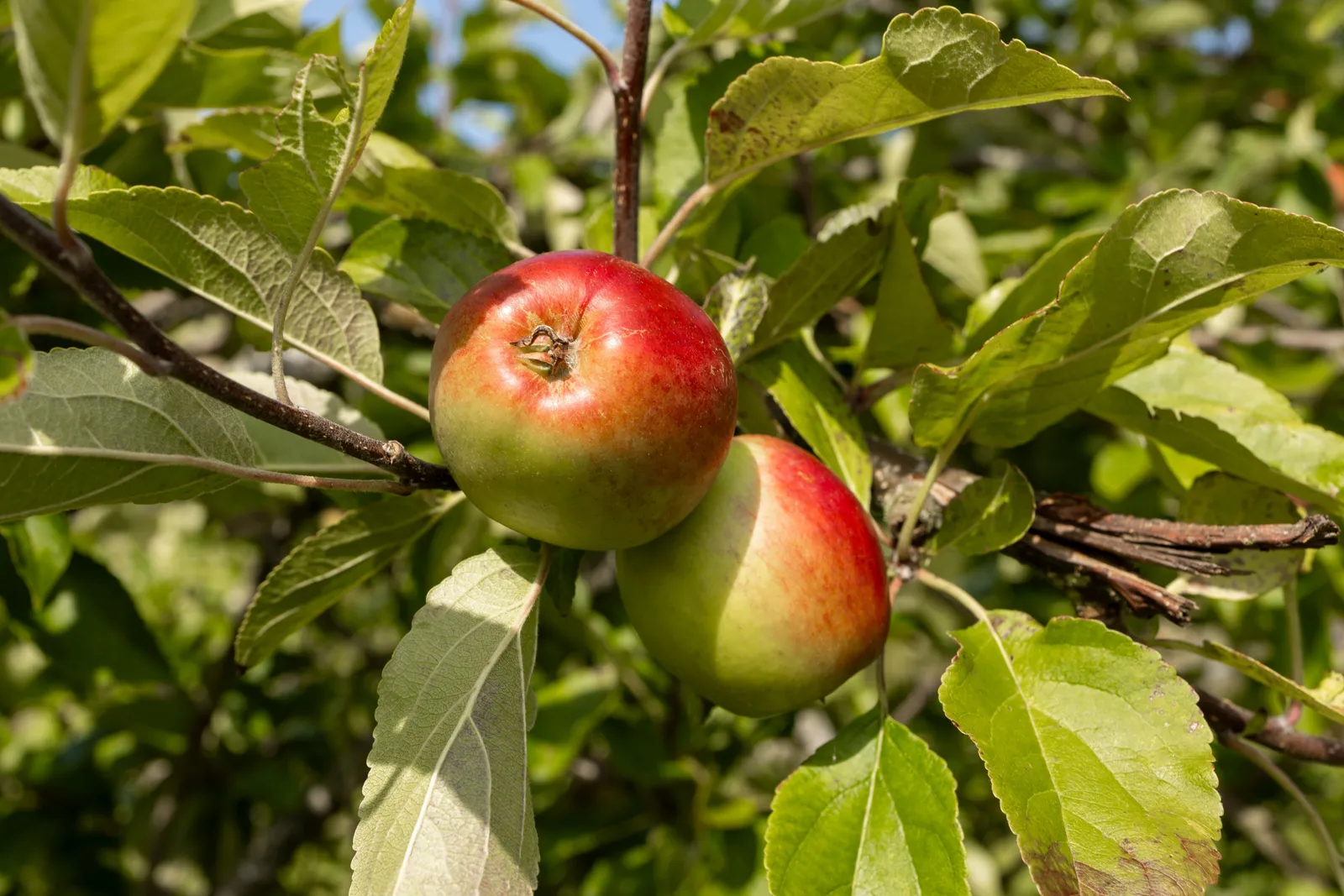 Äpple 'James Grieve' E