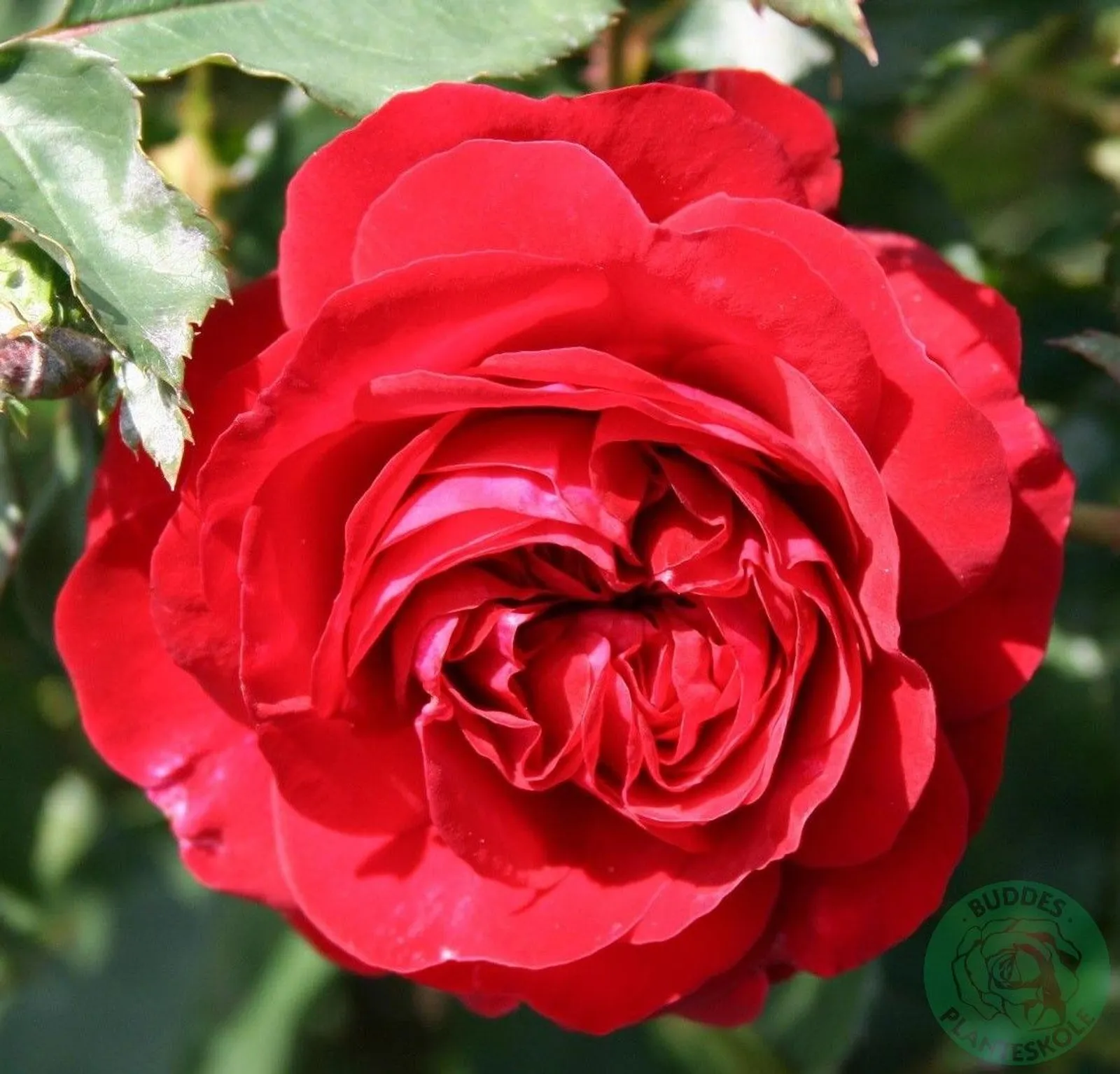 Floribundaros KRONBORG ('Poultry')