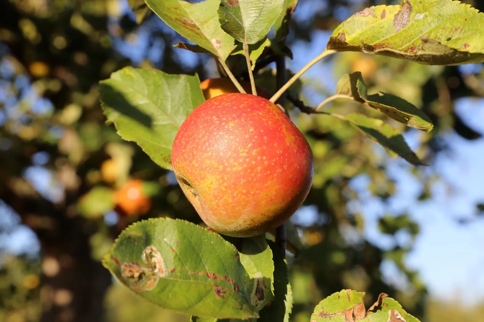 Äpple 'Queen Cox', syn. 'Cox´s Orange Queen', inkl uppbindnings kit - miniatyr 3