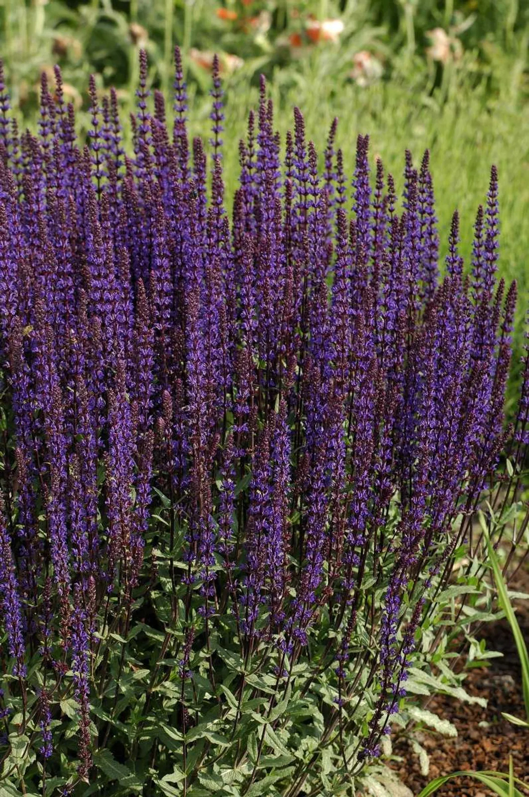 Stäppsalvia 'Caradonna'