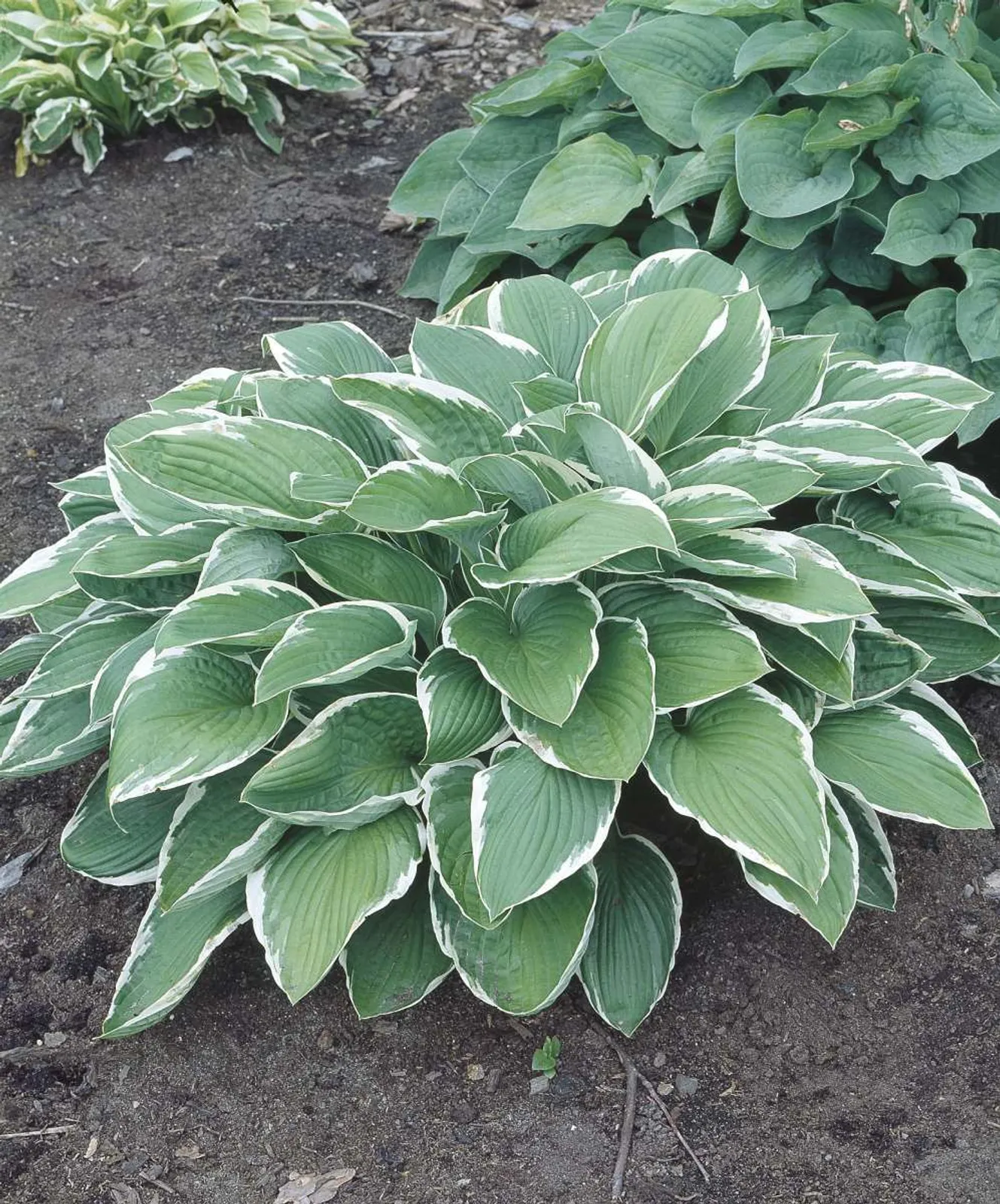 Blomsterfunkia 'Francee'