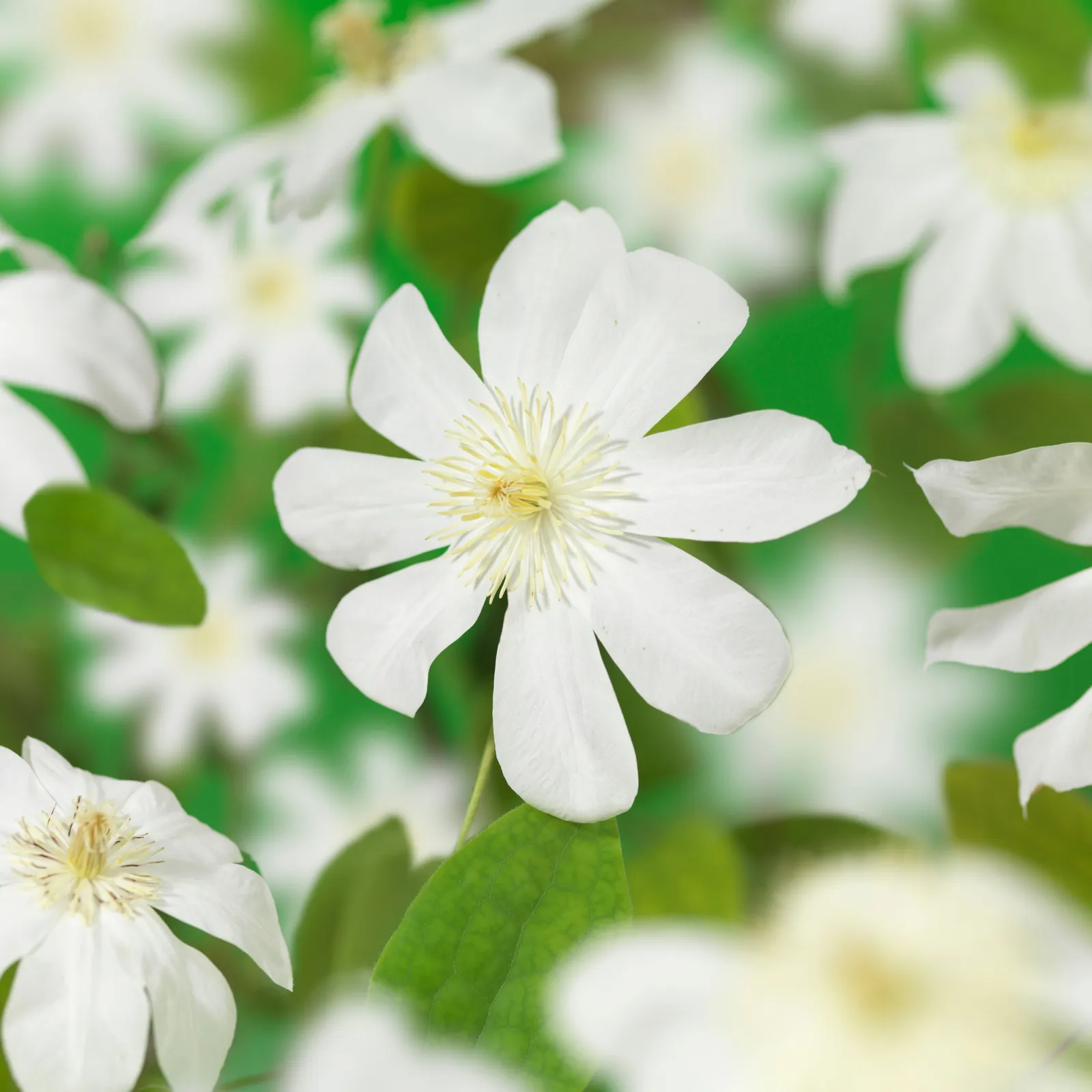Klematis (Tidiga Storblommiga Gruppen) WADA'S PRIMROSE ('Manshuu Ki')