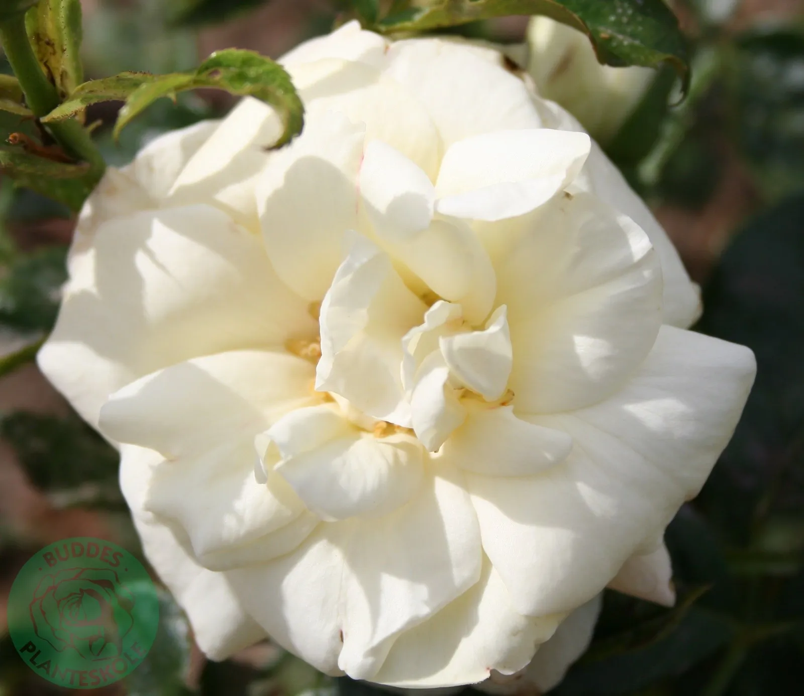 Floribundaros LA PALOMA '85 ('Tanamola') - miniatyr 2