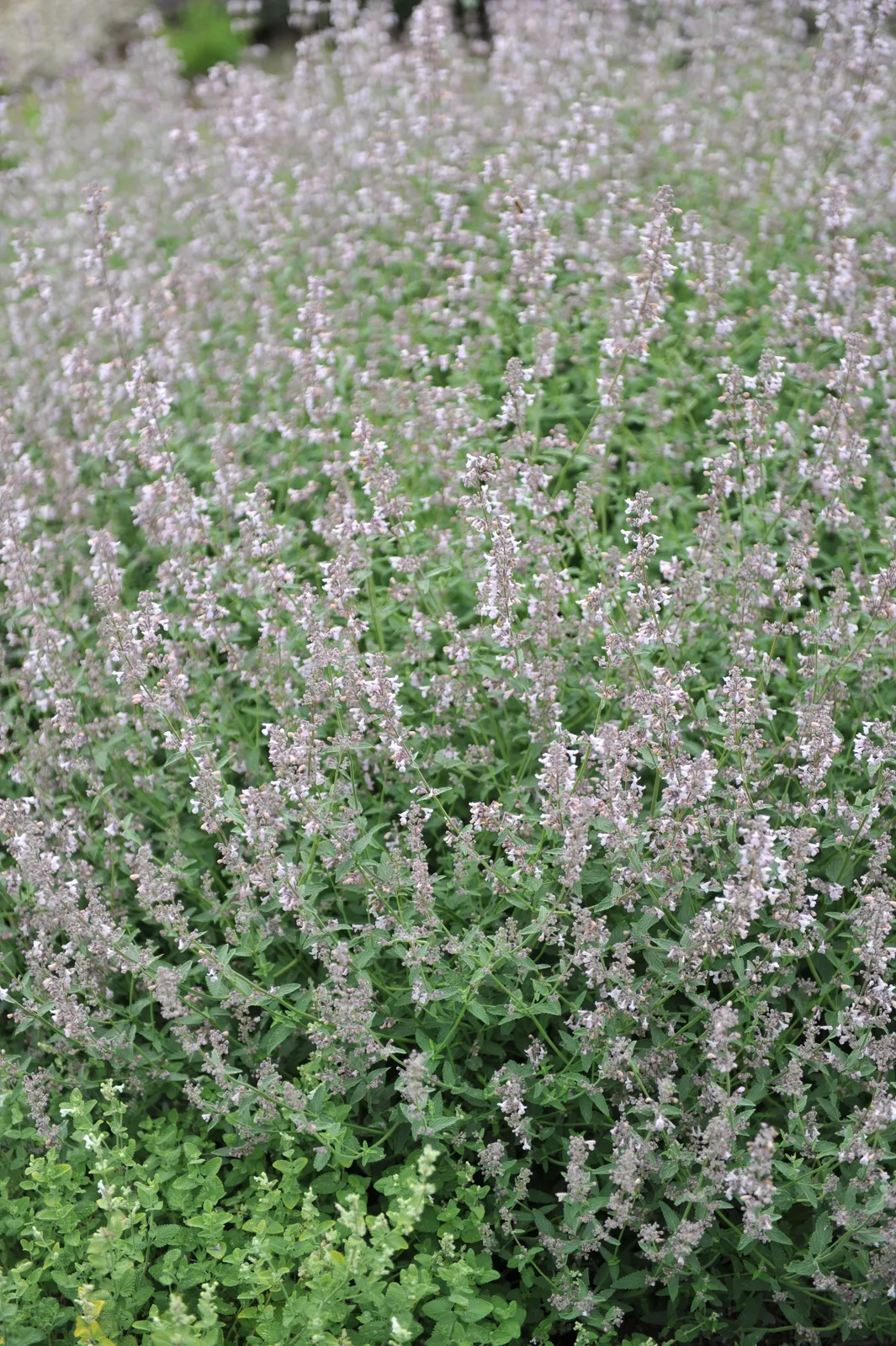 Bergnepeta 'Amelia' - miniatyr 2