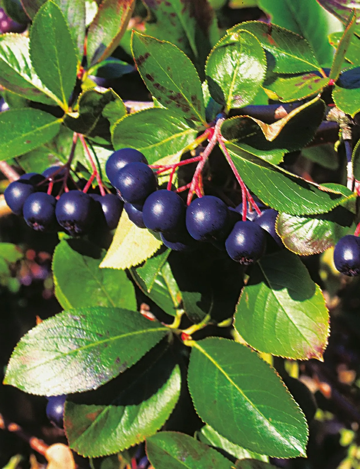Svartaronia 'Hugin' E - miniatyr 2