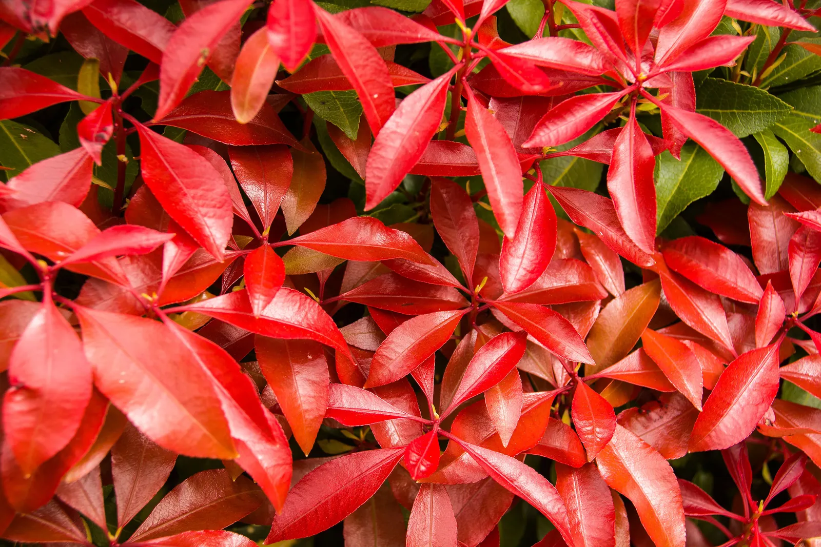 Japansk buskrosling 'Mountain Fire' - miniatyr 6