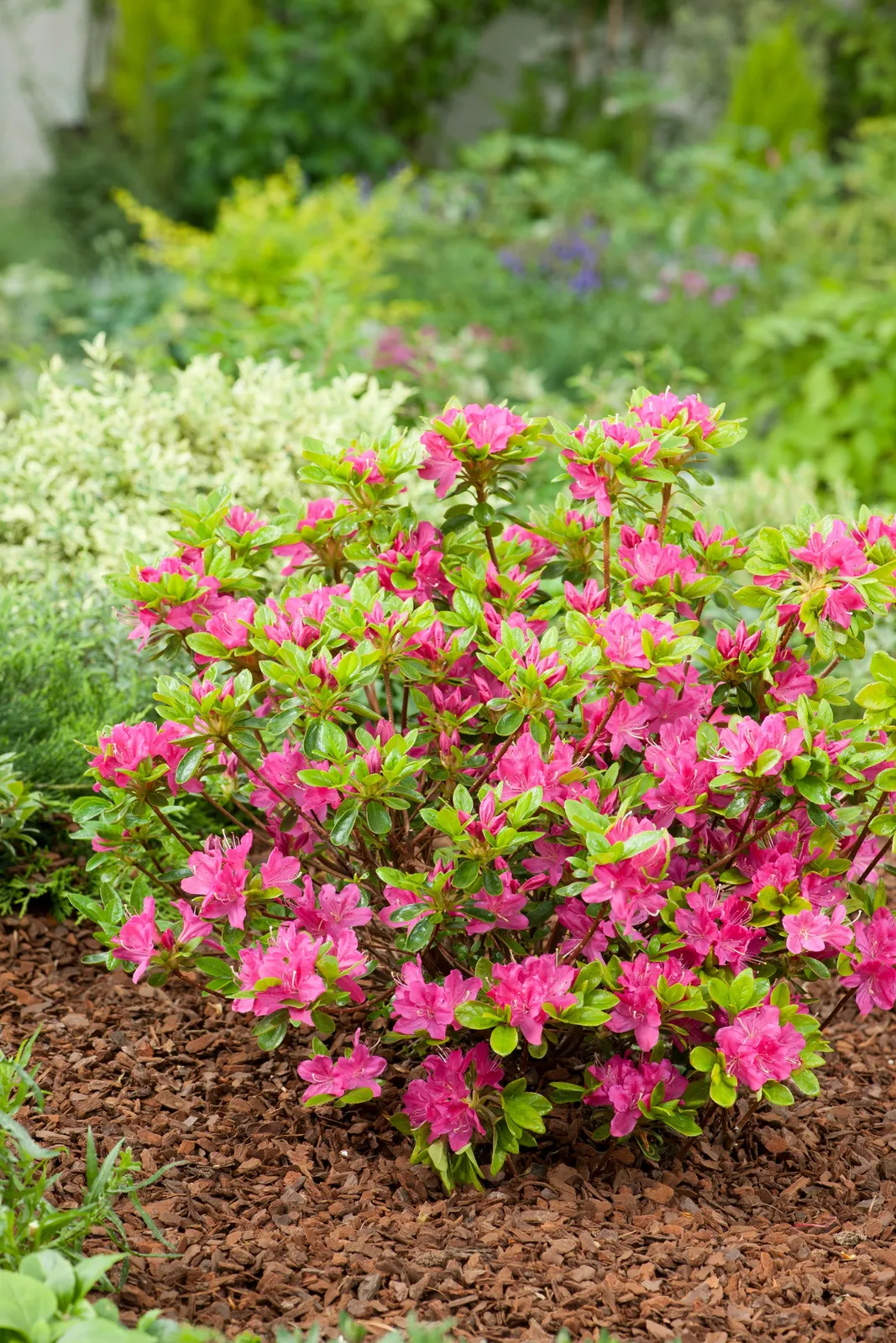 Japansk azalea "Kermesina", 20-25 cm