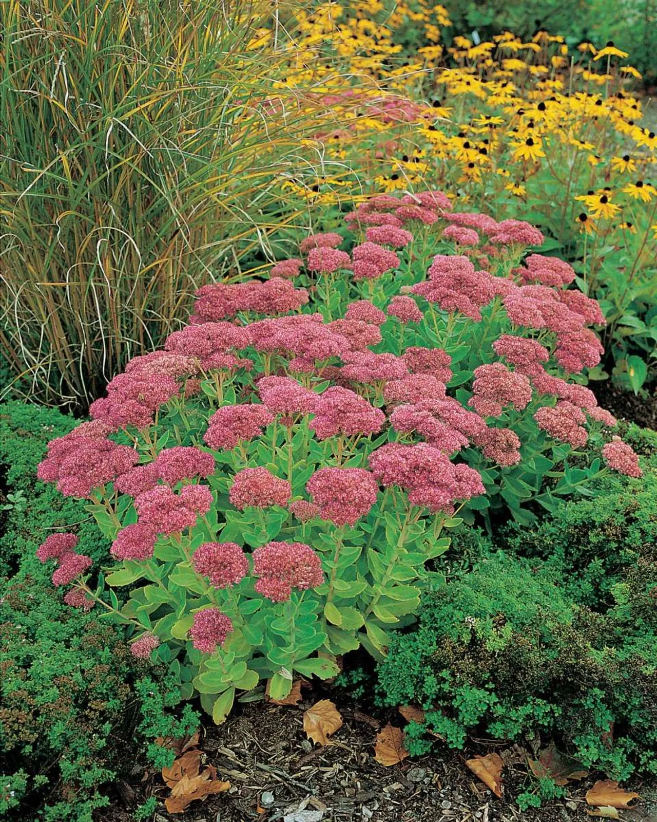 Kärleksört 'Herbstfreude' med mörkrosa blommor, klassisk höstperenn som lockar fjärilar.