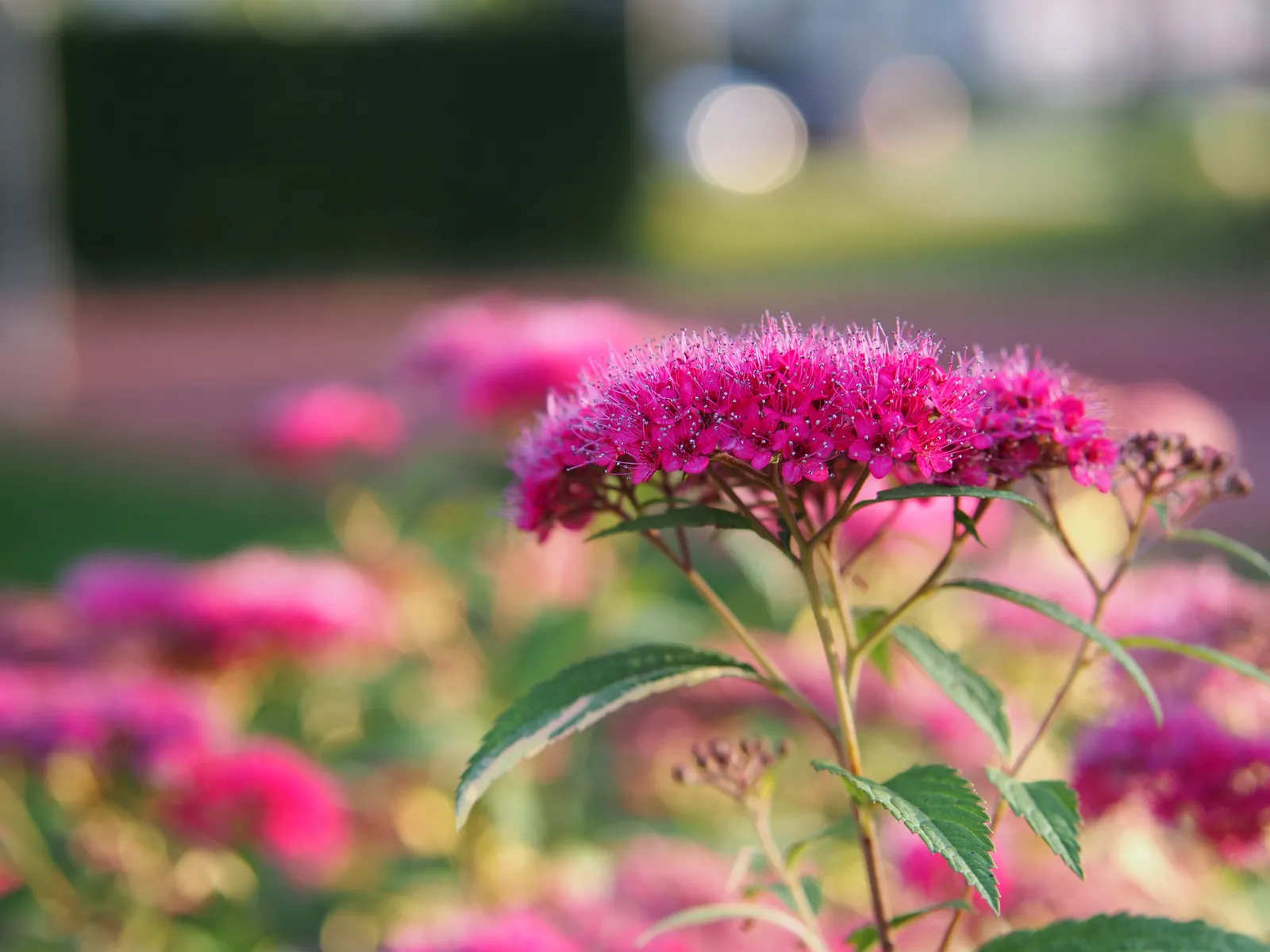 Rosenspirea - miniatyr 4