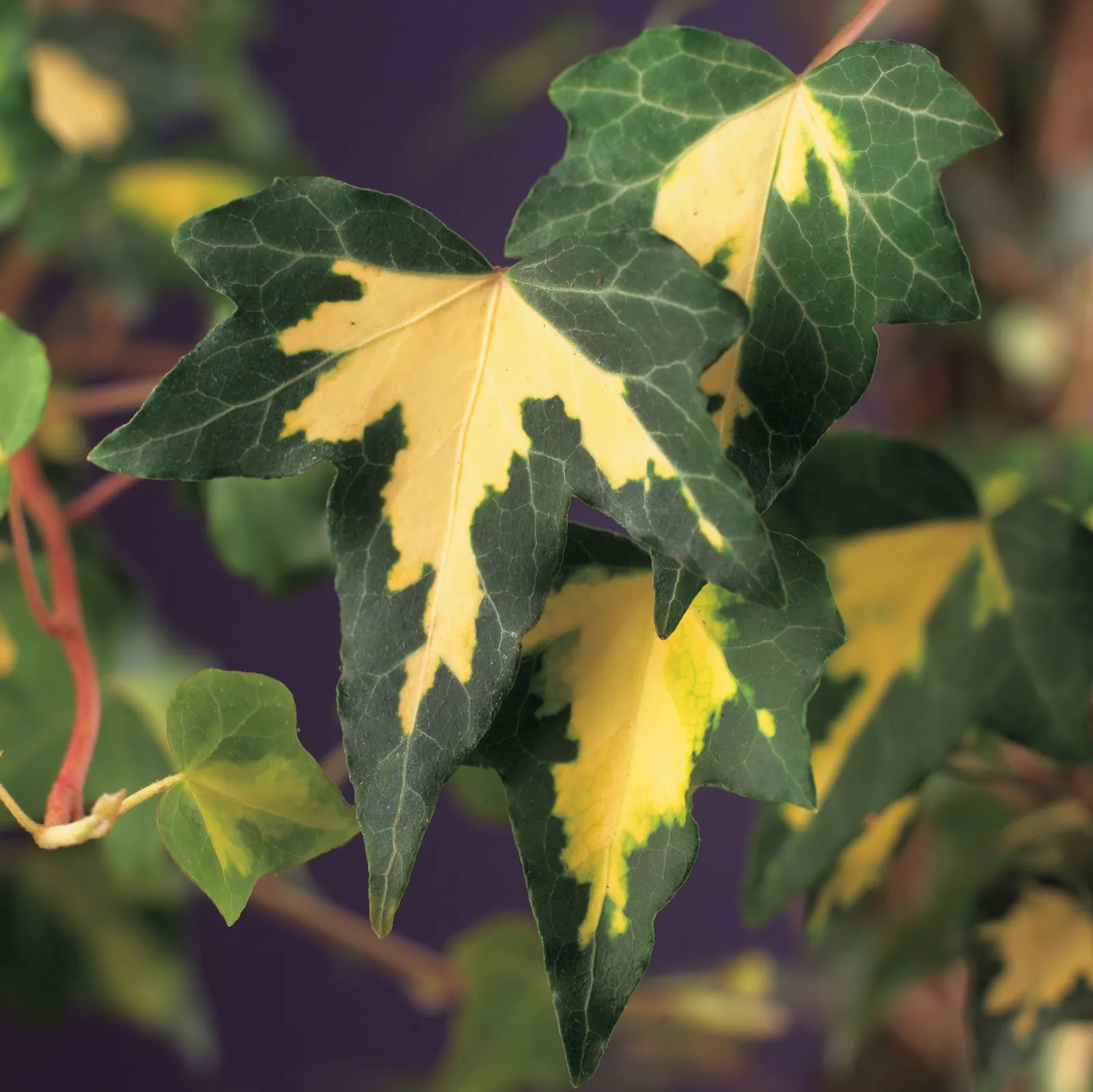 Murgröna 'Goldheart'
