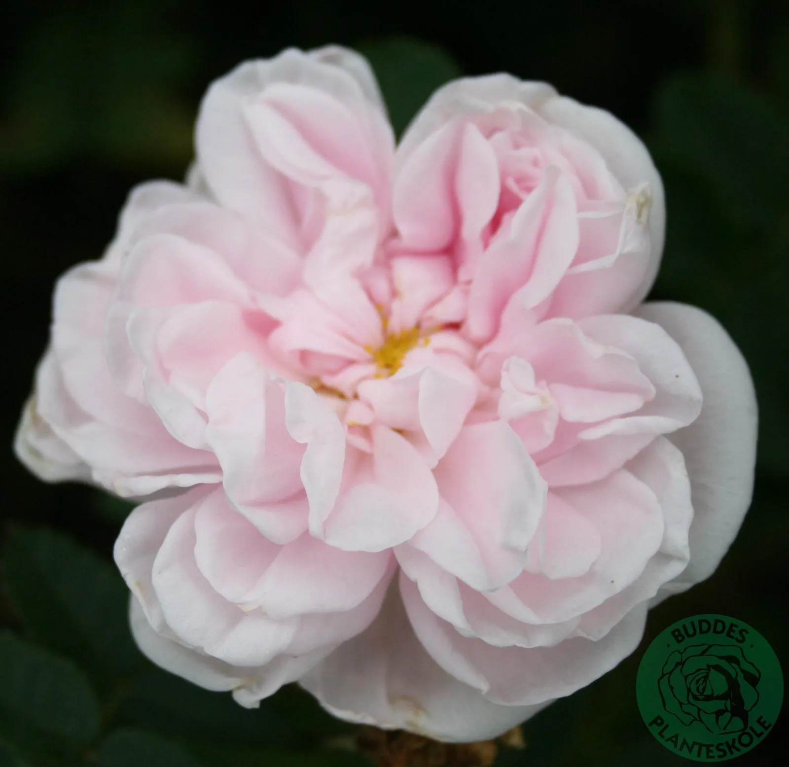 Spinosissima-ros 'Stanwell Perpetual'
