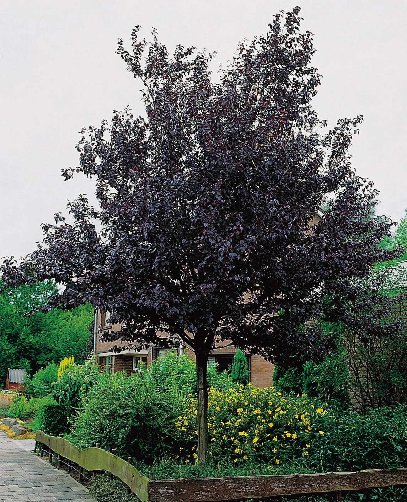 Blodplommon 'Nigra', Sh 100-120