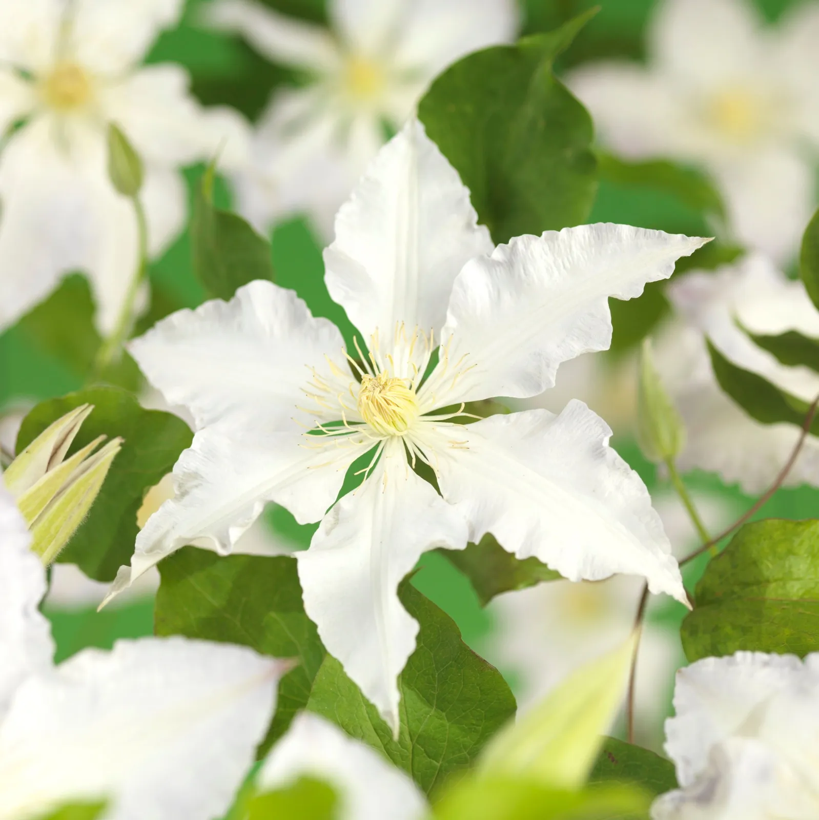 Klematis (Tidiga Storblommiga Gruppen) 'Gladys Picard'