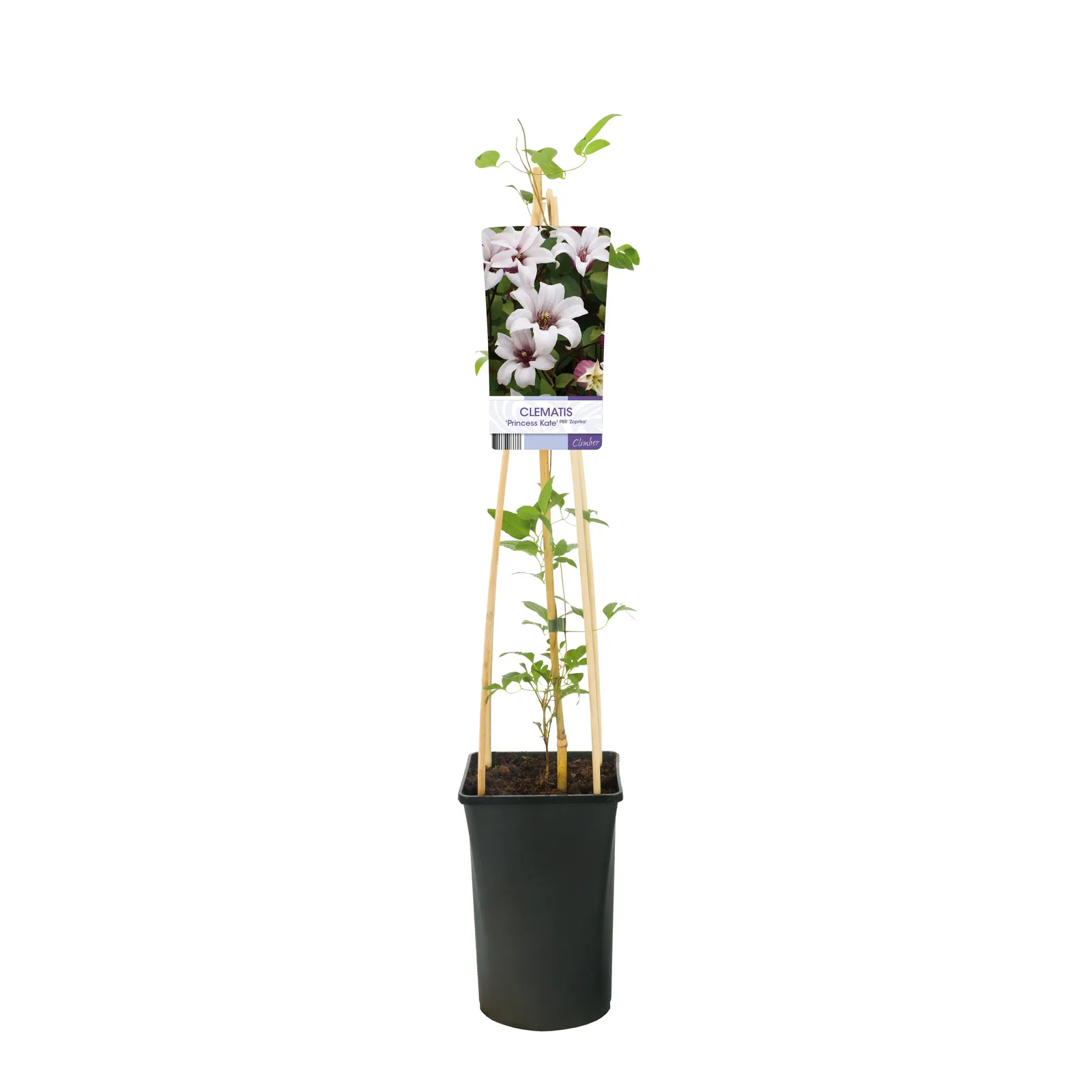 Texensis-klematis PRINCESS KATE ('Zoprika'PBR) - miniatyr 2