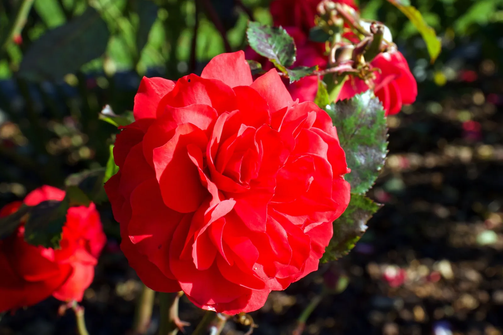 Floribundaros 'Europeana' - miniatyr 4