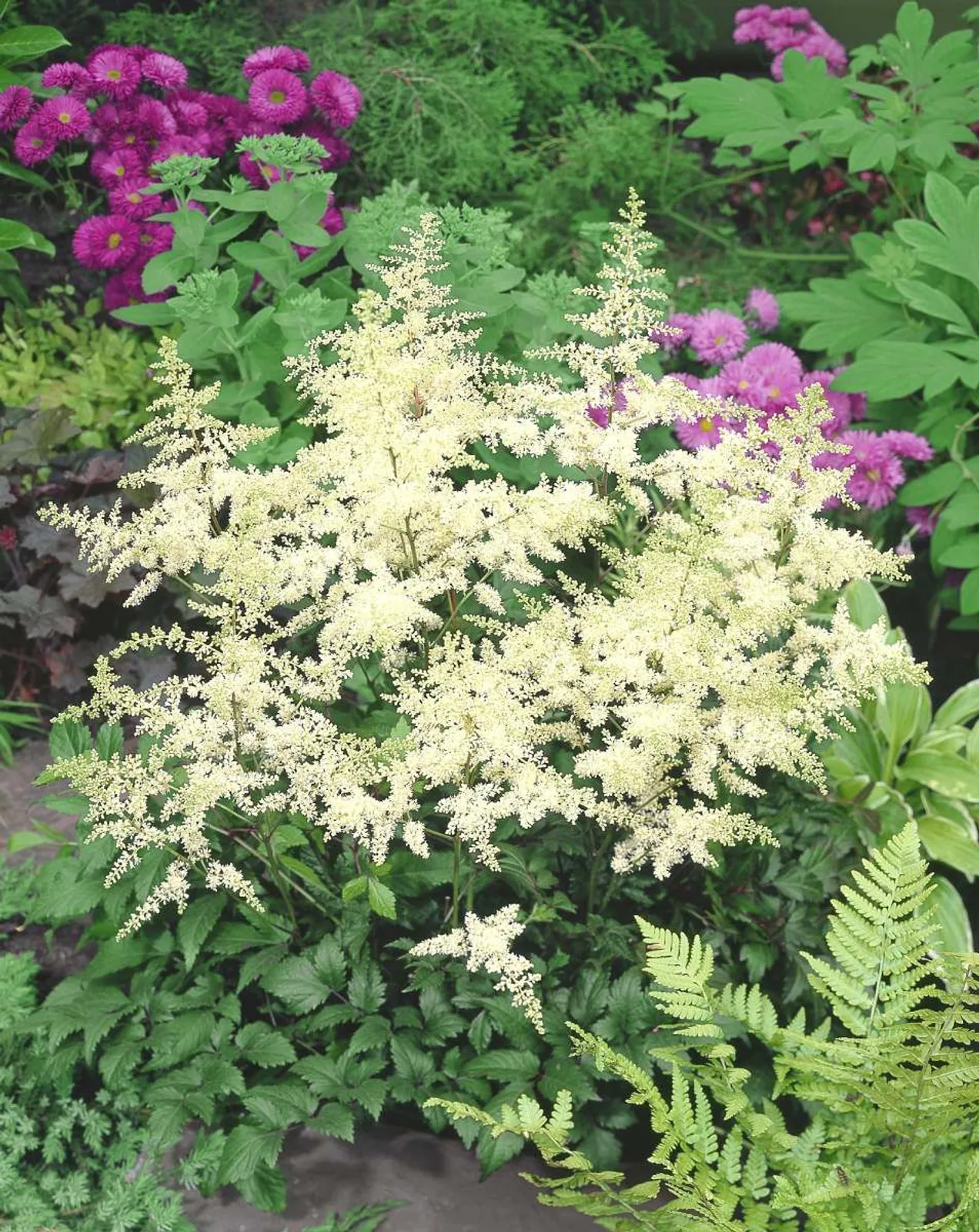 Astilbe 'Brautschleier'