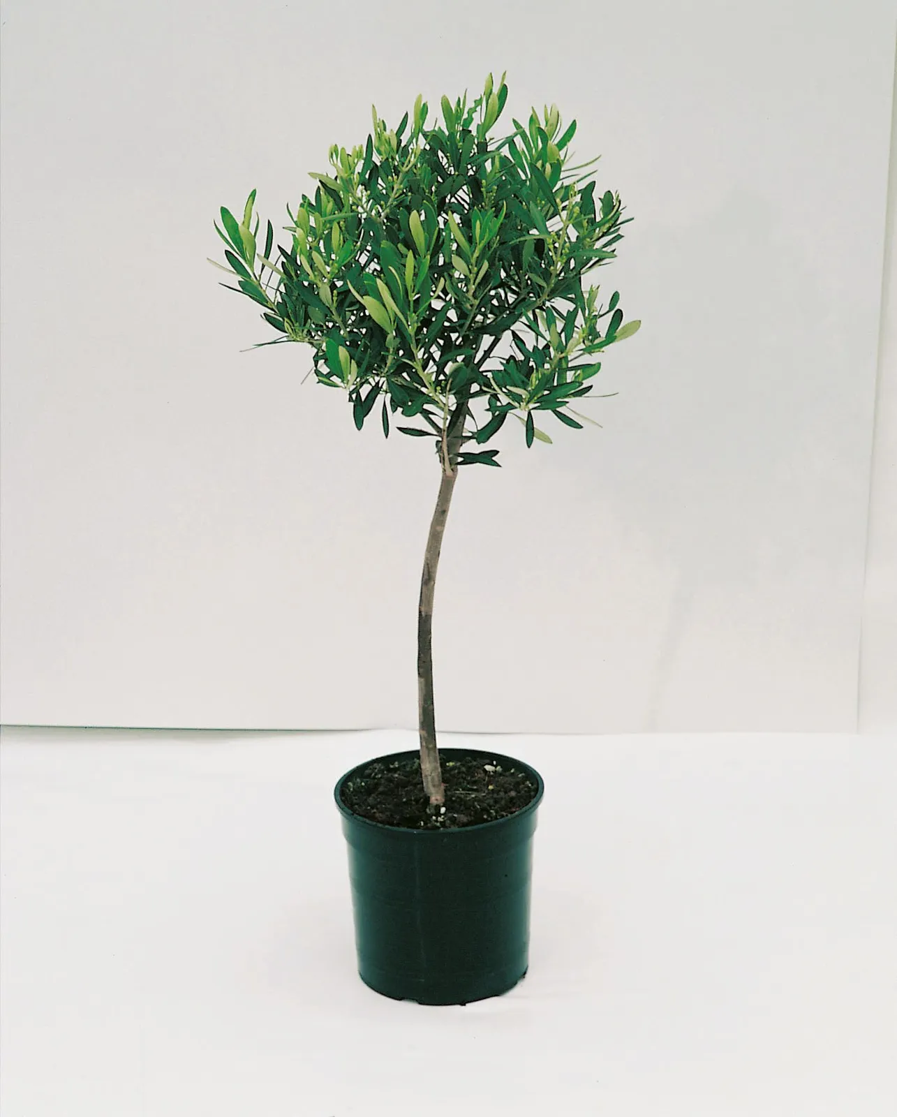 Olivträd, stam, 90/100 cm - miniatyr 4