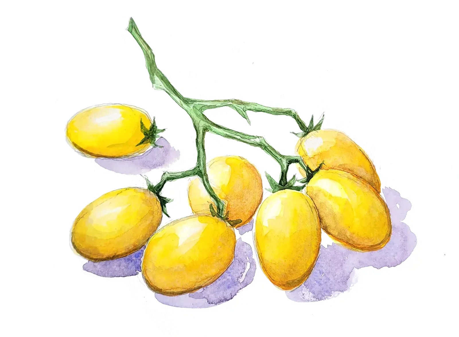 Tomat 'Ildi', Frö