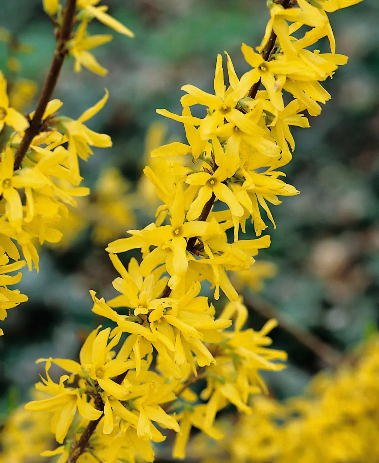 Hybridforsythia 'Lynwood', sol 125-150 cm, co/kl