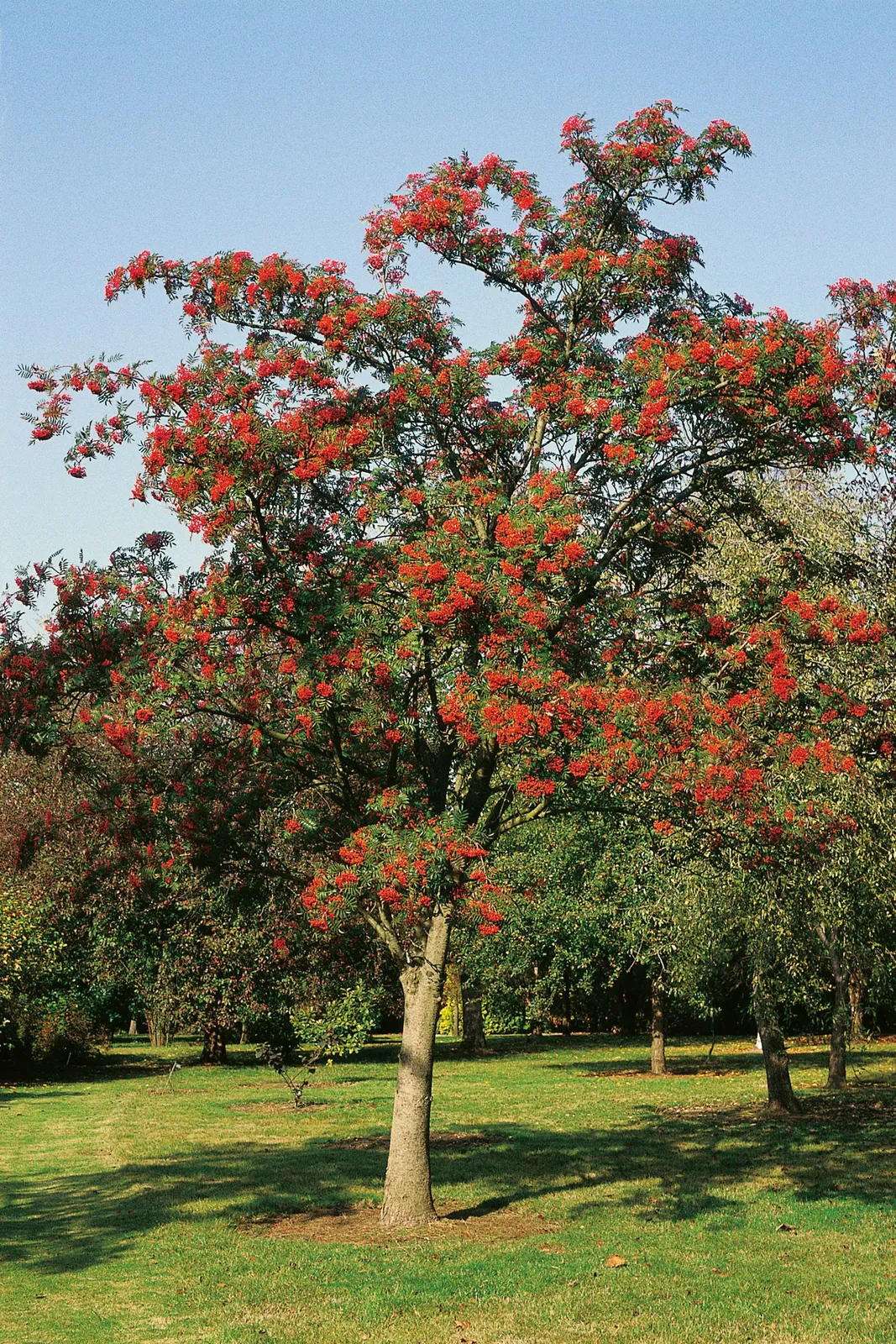 Japansk rönn 'Carmencita' E, Utr 150-200