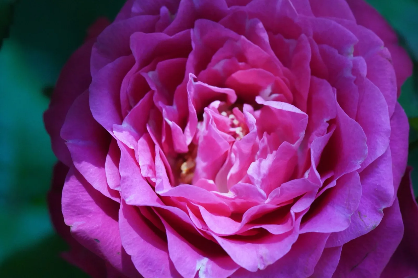 Floribundaros BERLEBURG ('Poulbella') - miniatyr 4