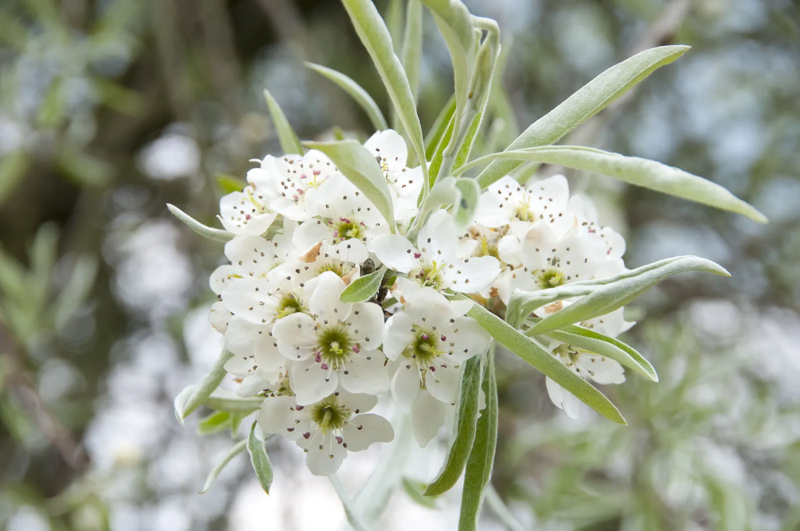 Silverpäron 'Pendula', Sh 100-120 - miniatyr 3