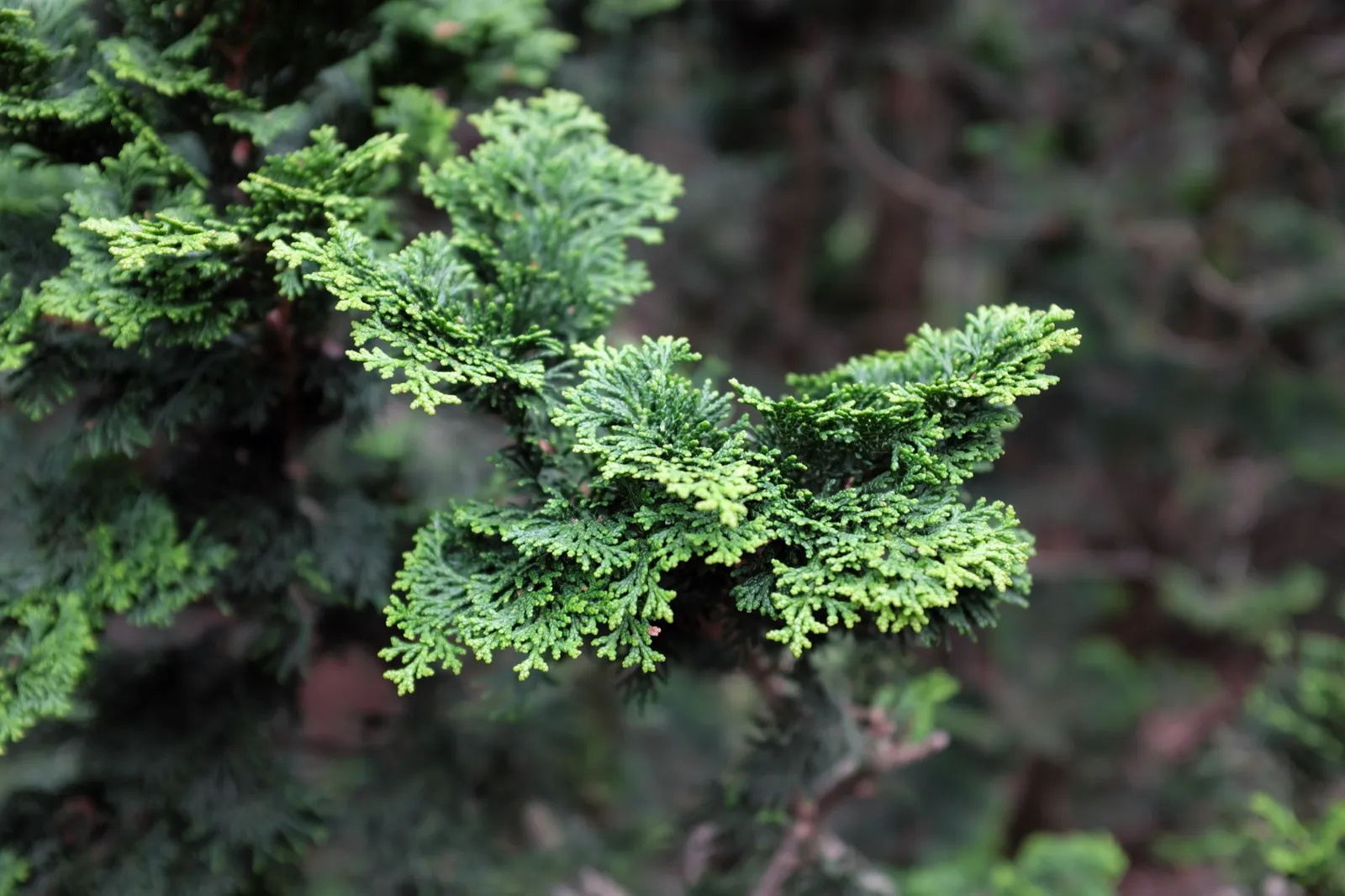 Japansk ädelcypress 'Nana Gracilis', 20-25 cm - miniatyr 4