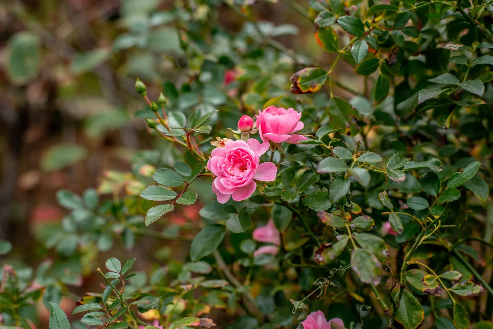 Rugosa-ros 'Pink Grootendorst' - miniatyr 3