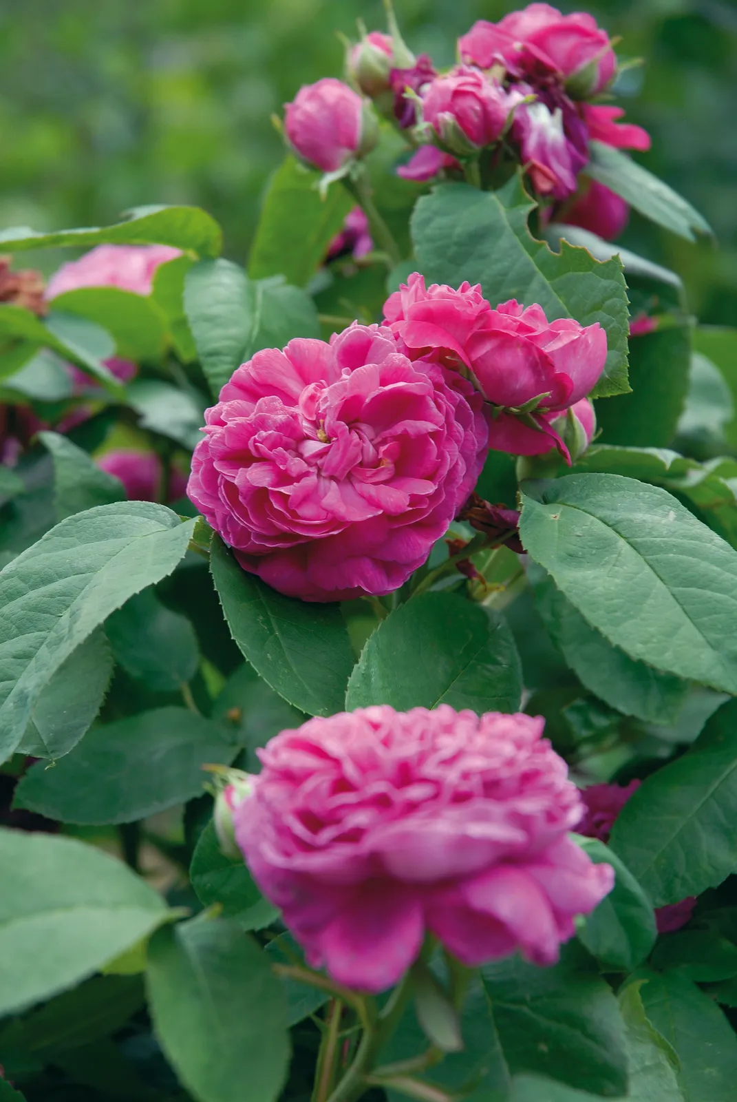 Höstdamascenerros 'Rose de Rescht'