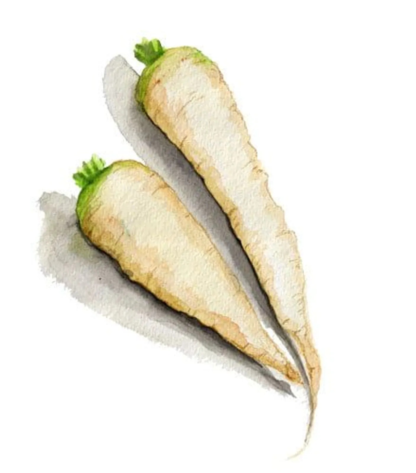 Vit Morot 'Maruschka', Frö