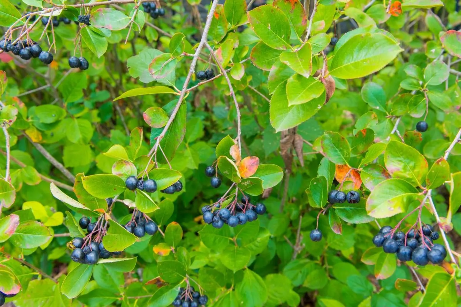 Slånaronia 'Elata' (syn. slånaronia FK Västeråker), 20-40 cm — detalj 2