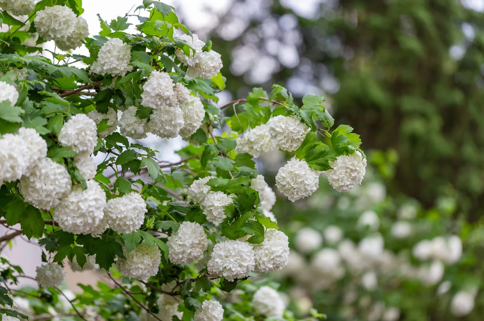 Snöbollsbuske 'Roseum' - miniatyr 4