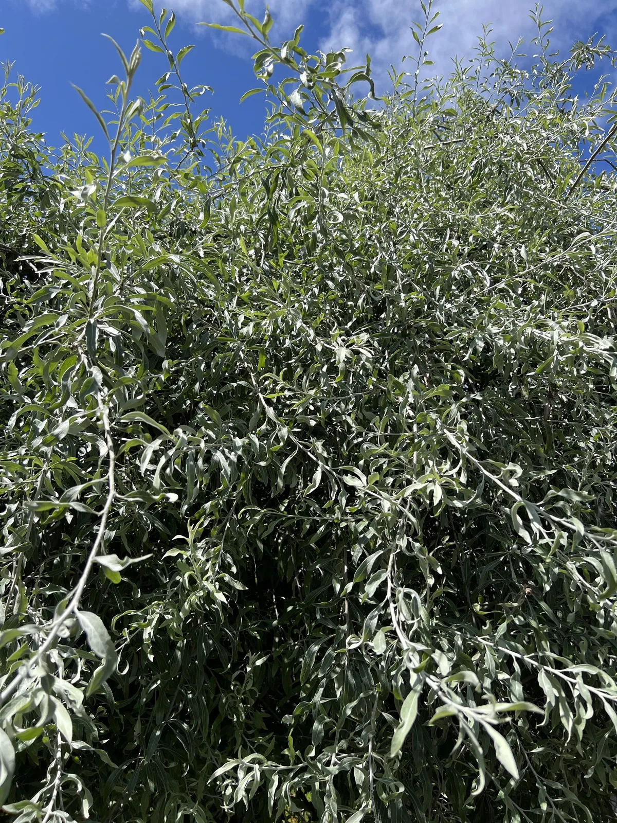 Silverpäron 'Pendula', Sh 100-120 - miniatyr 5