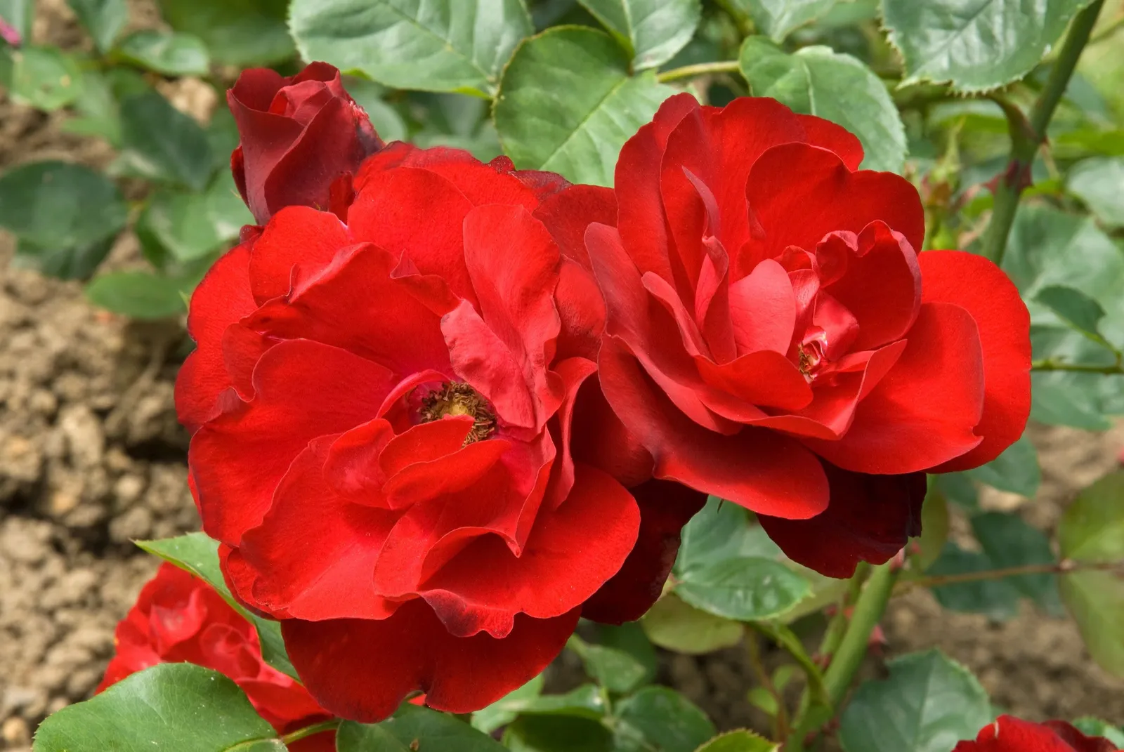 Floribundaros LILLI MARLEEN® ('Korlima') - miniatyr 3
