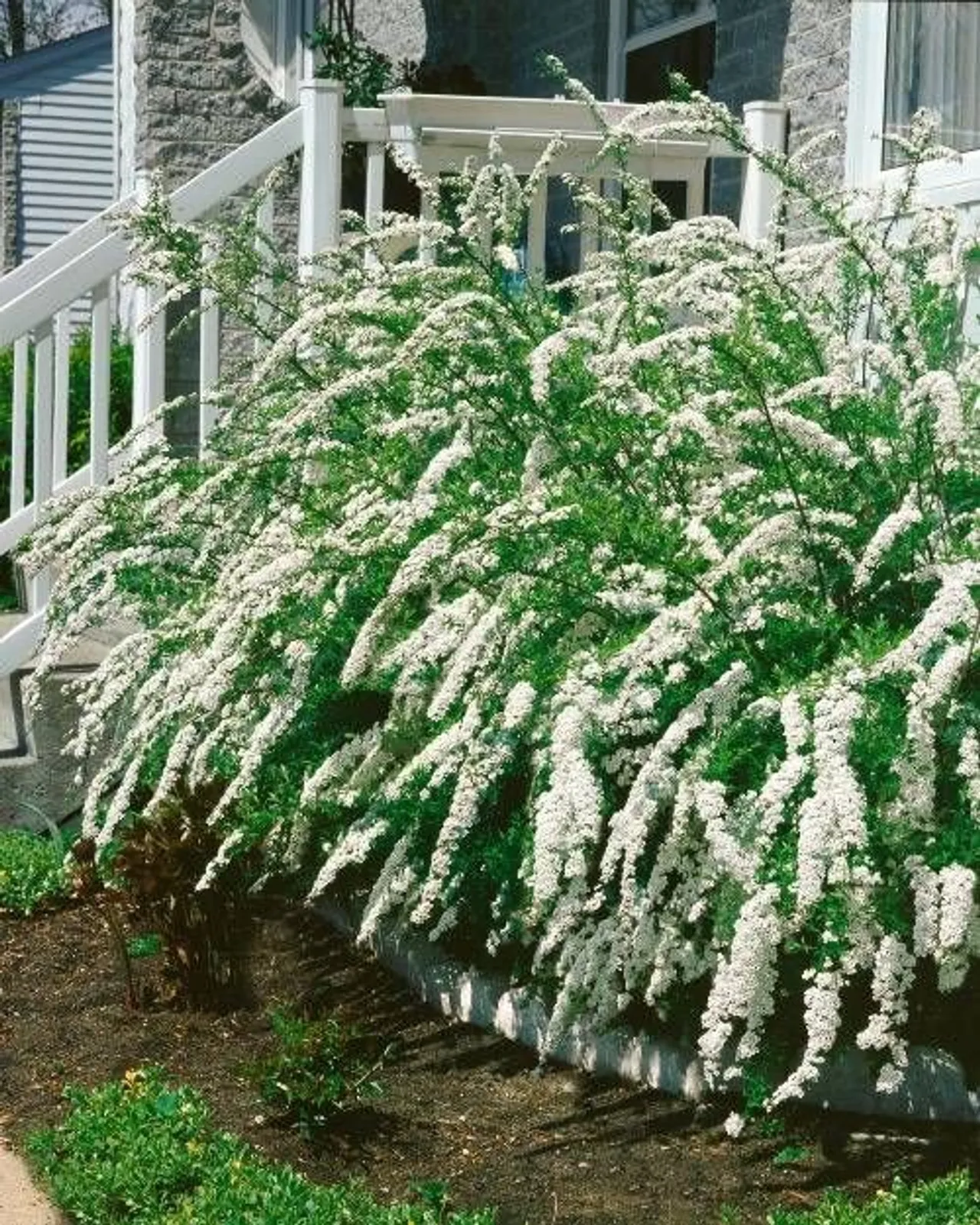 Norskspirea 'Grefsheim', 60-100 cm, Goliat
