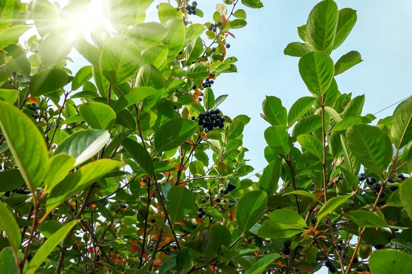 Slånaronia 'Elata' (syn. slånaronia FK Västeråker), 20-40 cm — detalj 5