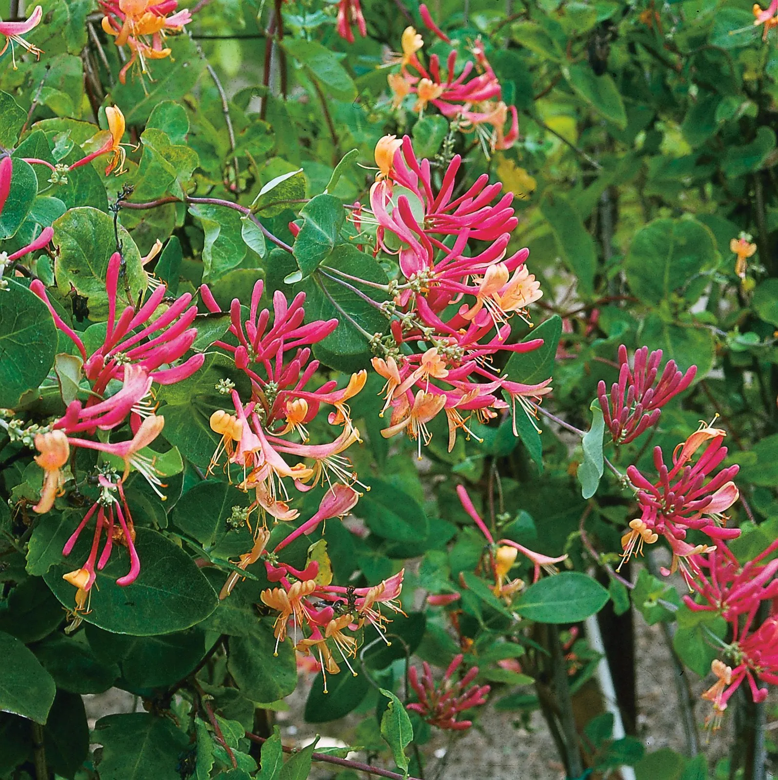 Blomsterkaprifol 'American Beauty'